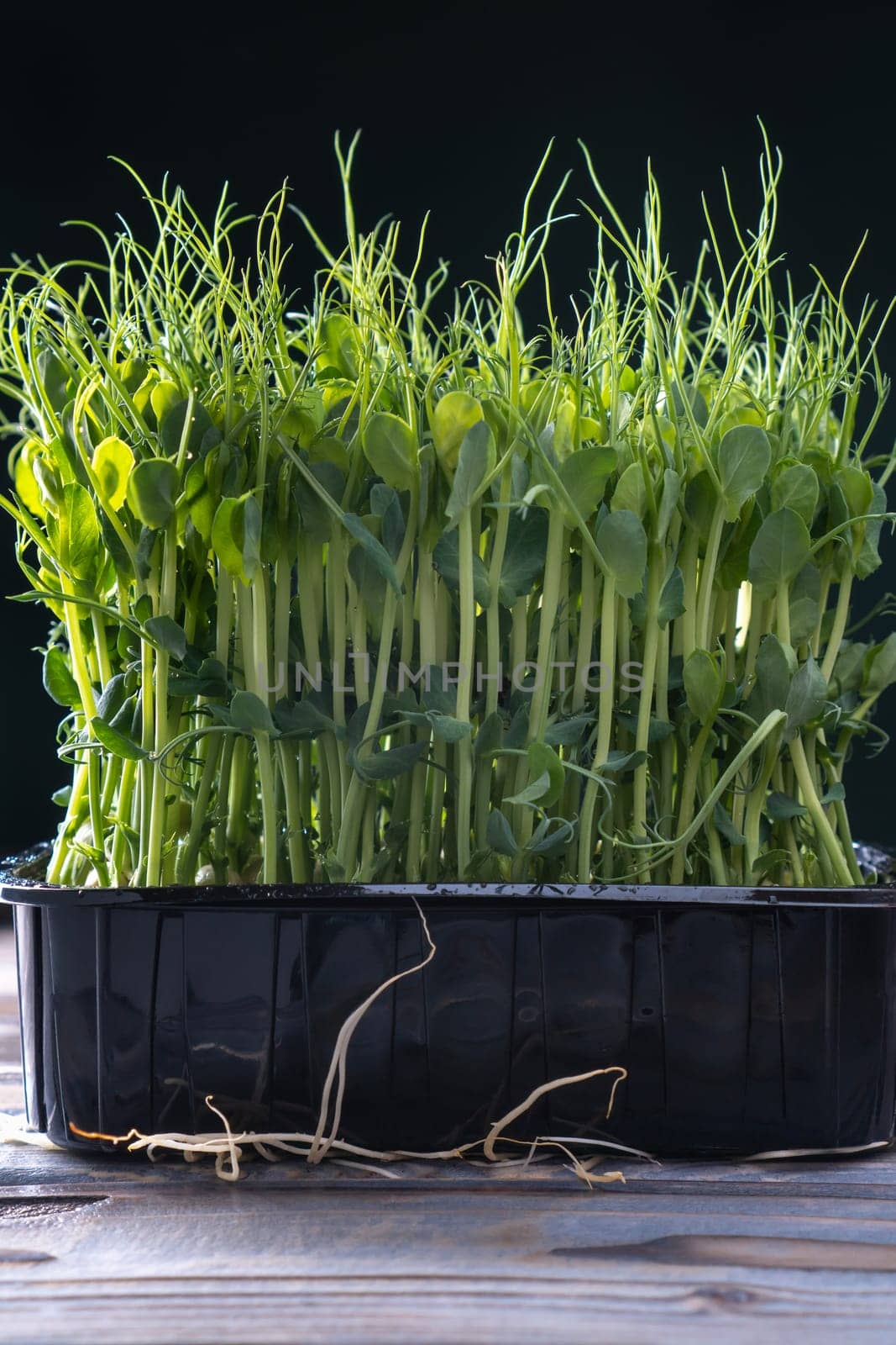 Microgreens domestic cultivation. Black container of fresh dense microgreen sprouts. Grown stems with green leaves, home seedling, favorable cultivation conditions. Vegan and organic food concept.