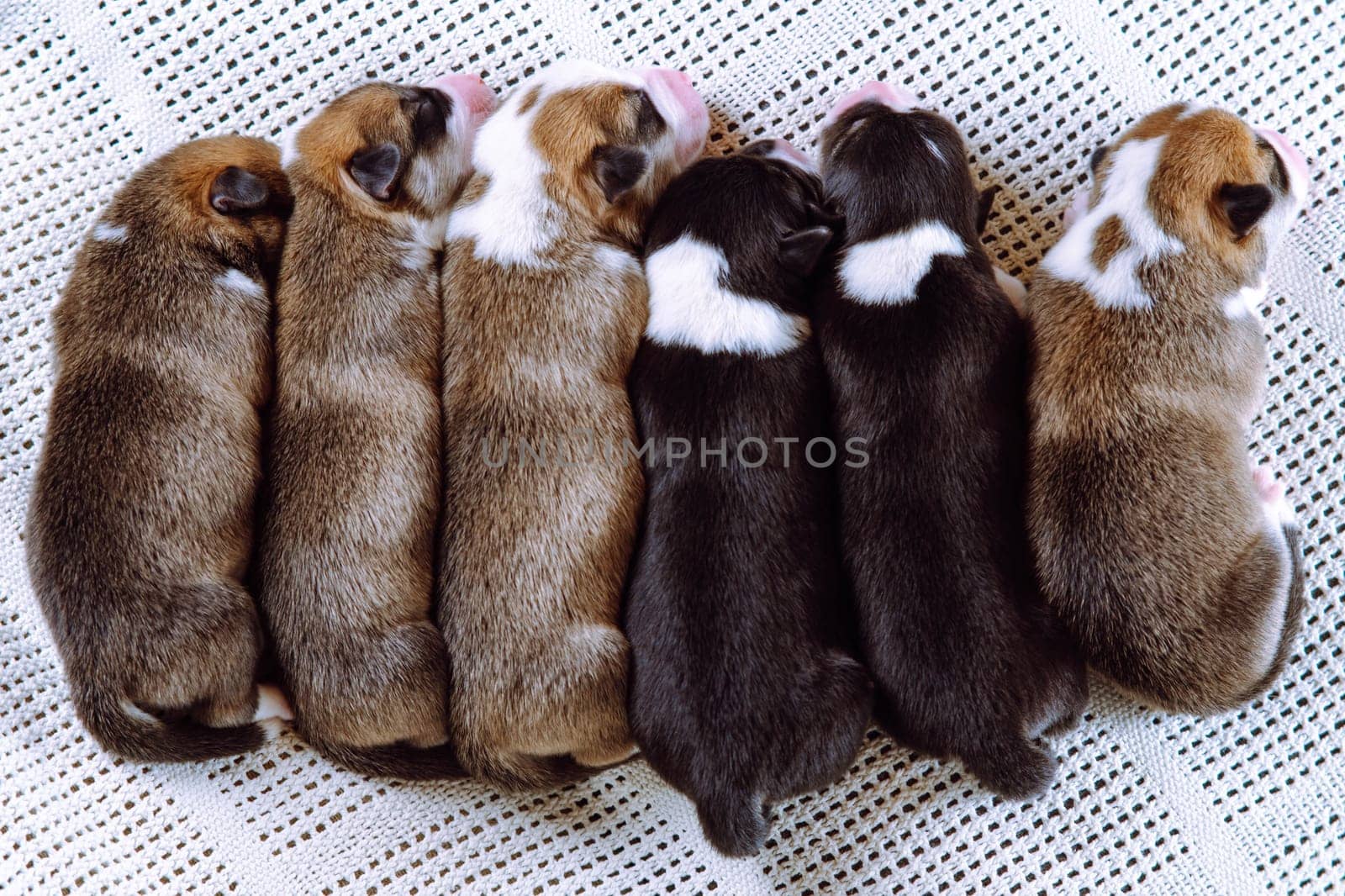 Lovely, nice, calm brown, white and black blind welsh corgi tiny puppies sleep together on soft blanket in row. Newborn animals, purebred pets. Domestic puppies, need nursing care and food. Top view