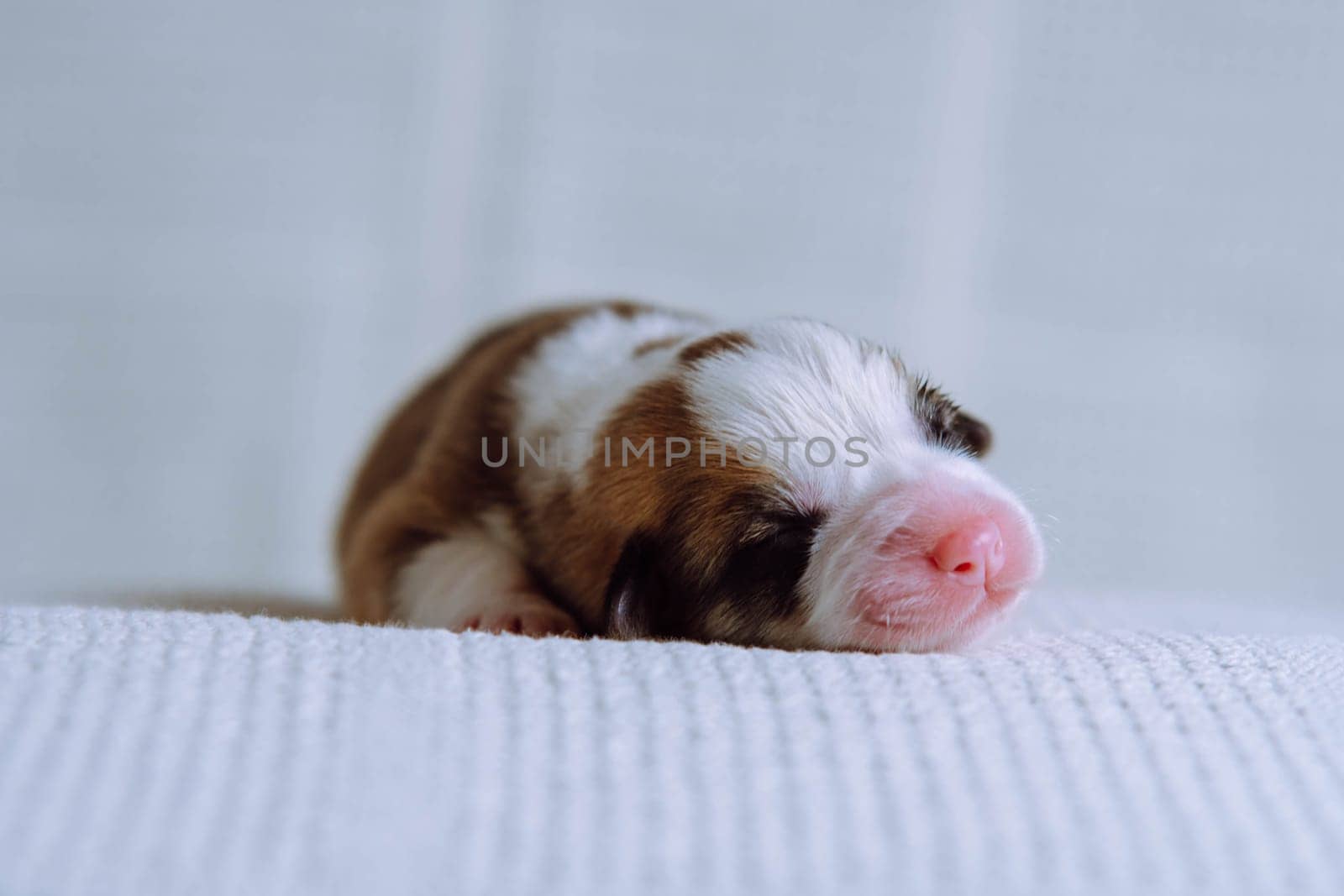 Close up adorable sleepy tricolored welsh corgi puppy lying on white soft blanket. Sweet dreams and relaxation after feeding. Comfort and care for young animals and pets. Vet control. Copy space