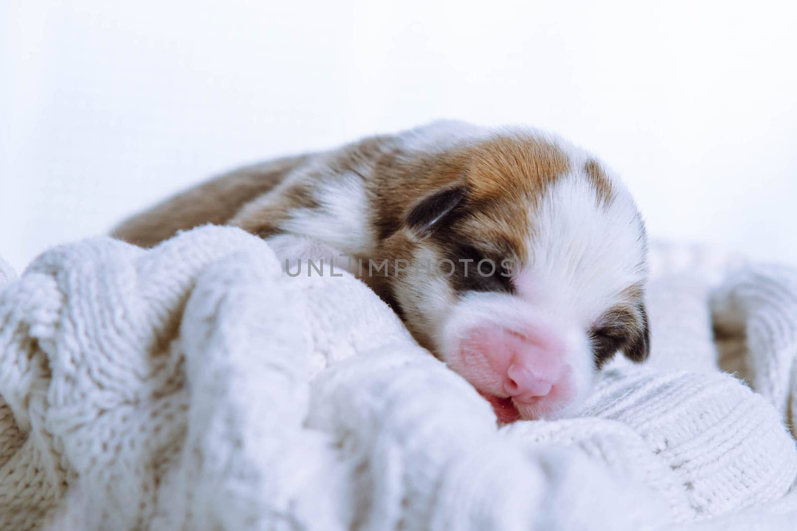 Close up adorable tricolored Welsh corgi puppy sleep on a white soft blanket in studio. Sleep well and tight. Comfort and care for young animals and pets. Vet treatment and control. Copy space
