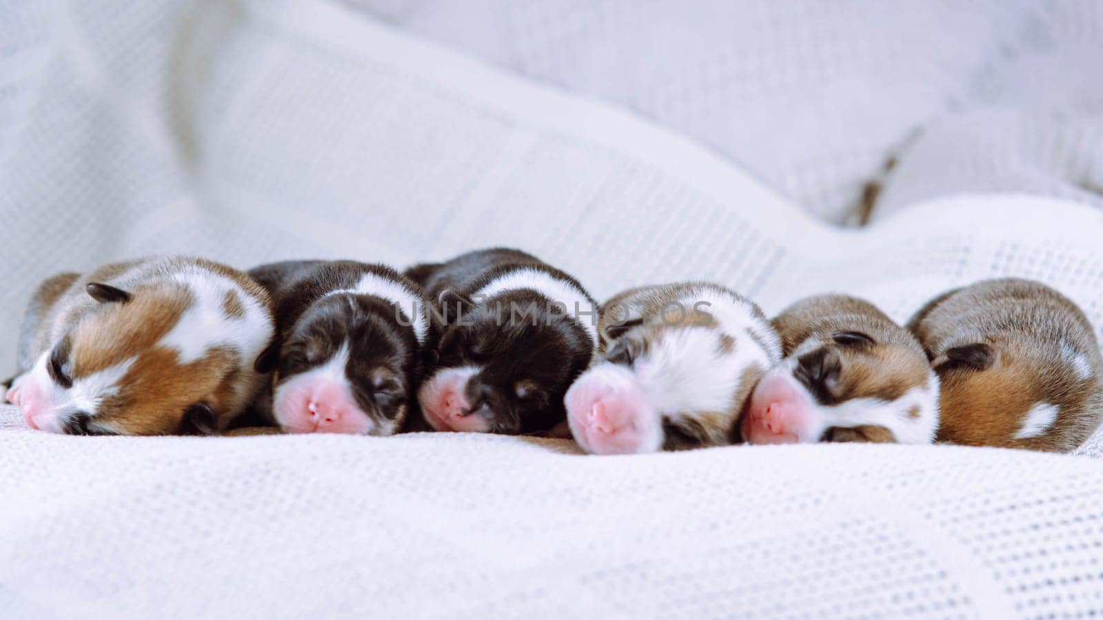 Six furry multicolored brown, white and black blind welsh corgi puppies sleeping together on white soft blanket in row. Newborn animals, purebred pets. Domestic purebred puppies, need nursing