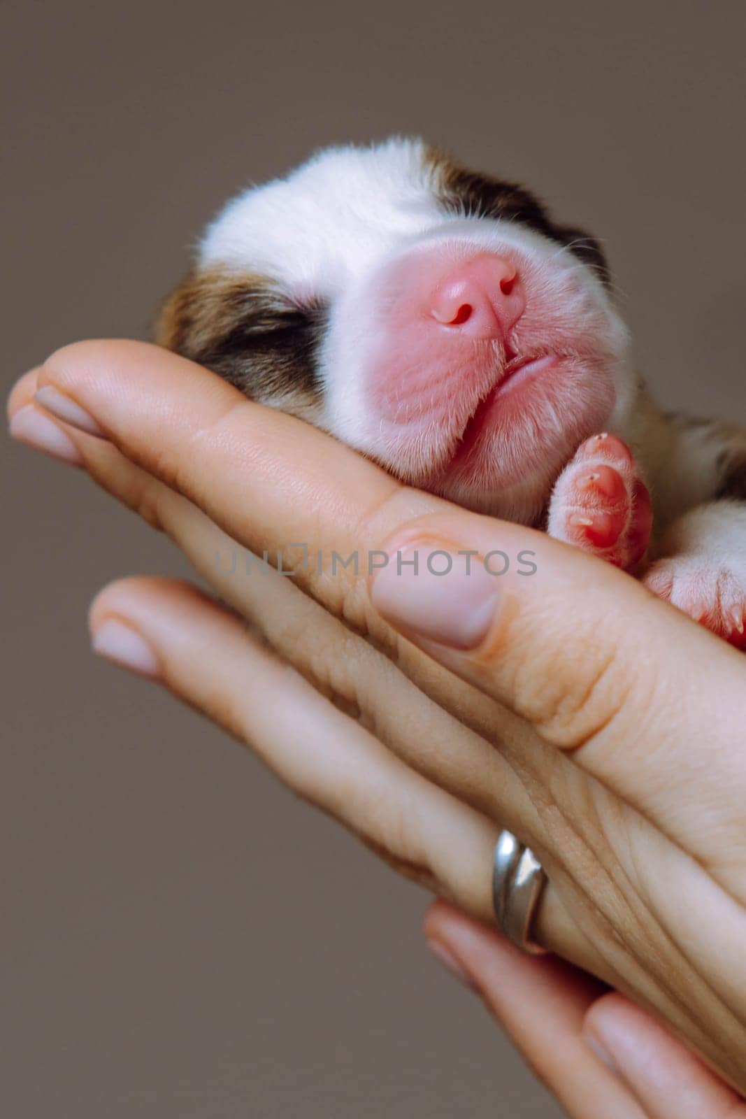 Vertical close up woman hands carefully holding tiny newborn puppy of Welsh corgi dog on gray studio background. 2 days blind animal in hands. Pet care, love and adoption. Dog kids care and control