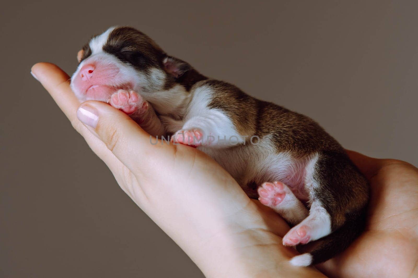 Cropped female hands carefully hold puppy of Welsh corgi dog on brown studio background. Tiny tricolor animal in hands. Pedigree dog breeding. Veterinarian hands, pet treatment and healthcare