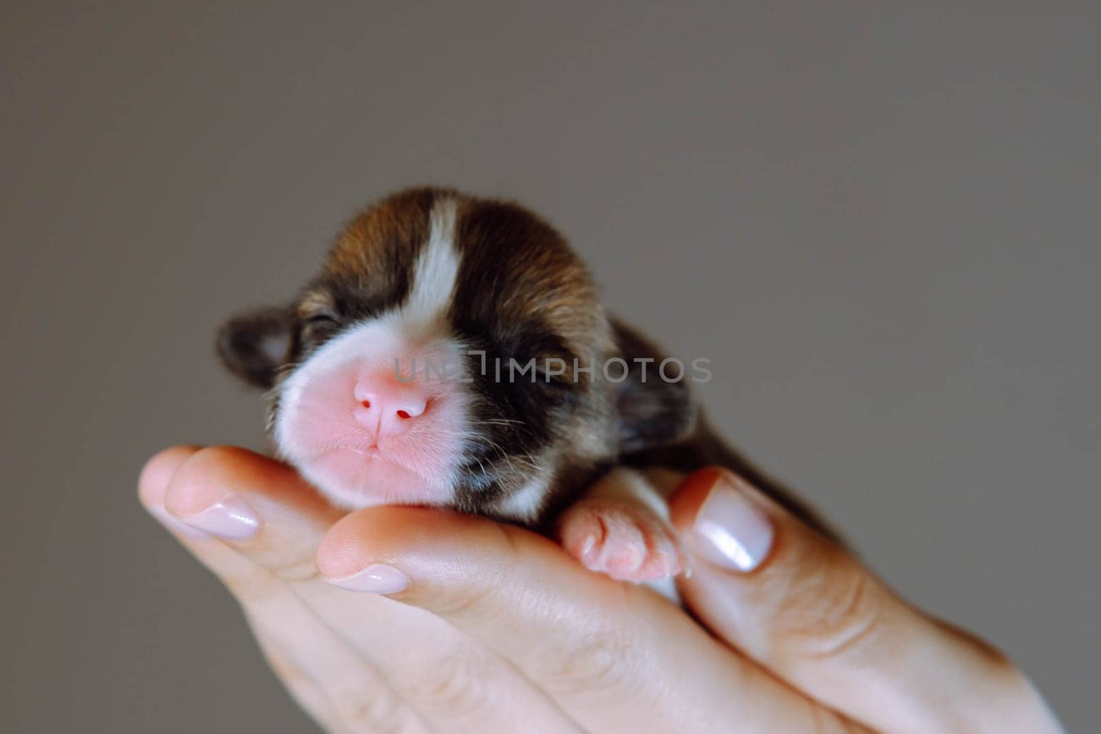 Unrecognizable woman hand carrying small puppy of Welsh corgi dog with close eyes near camera on gray background. Pedigree dog breeding. Tiny blind tricolor animal in hands. Newborn pet, copy space