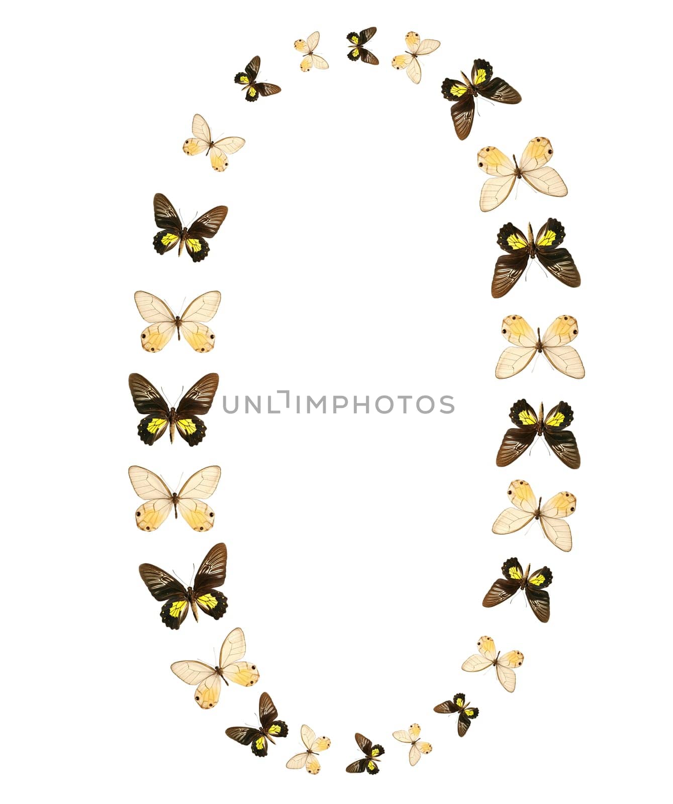 Zero number butterfly show isolated