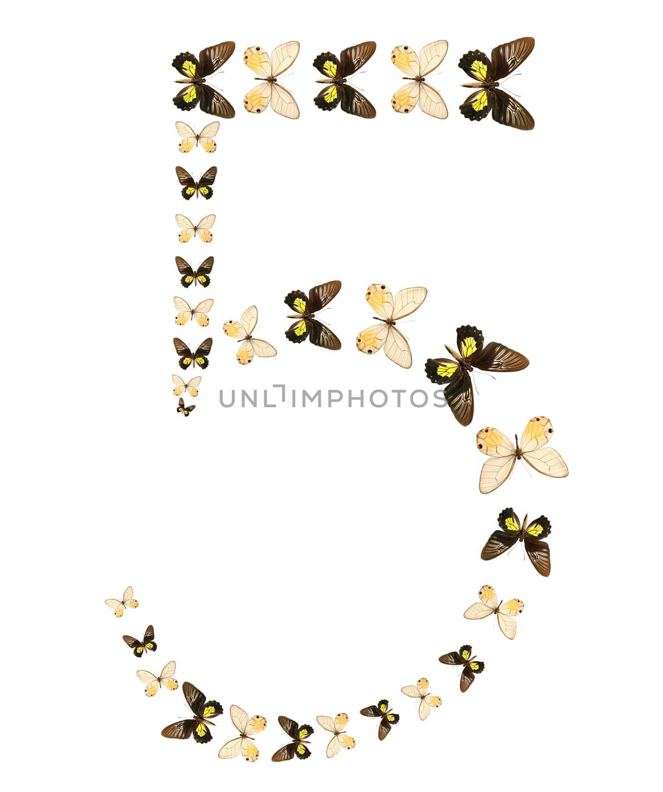 Five number butterfly show isolated