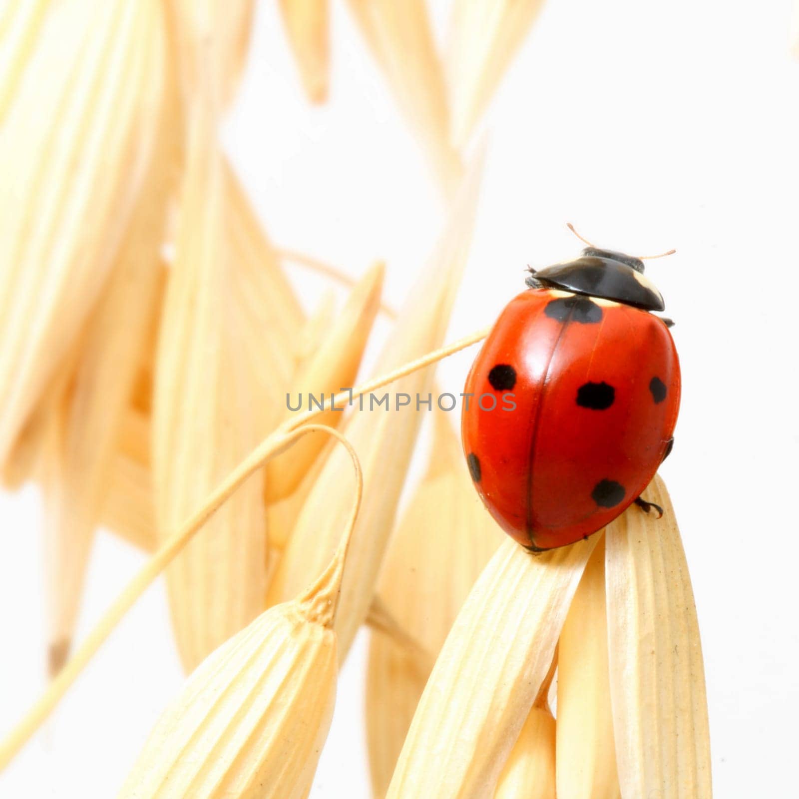 ladybug on wheat isolated white background