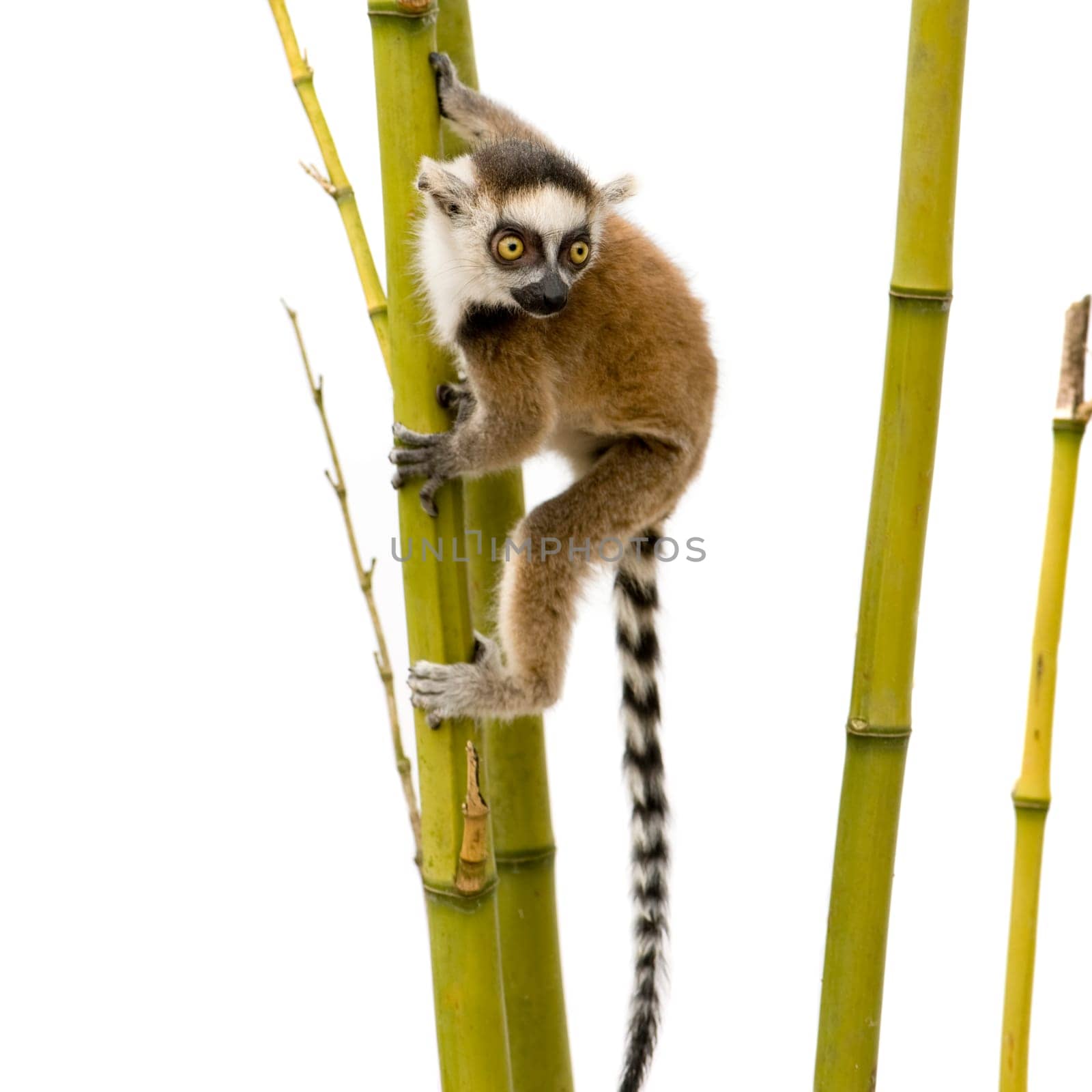 Ring-tailed Lemur (6 weeks) - Lemur catta in front of a white background