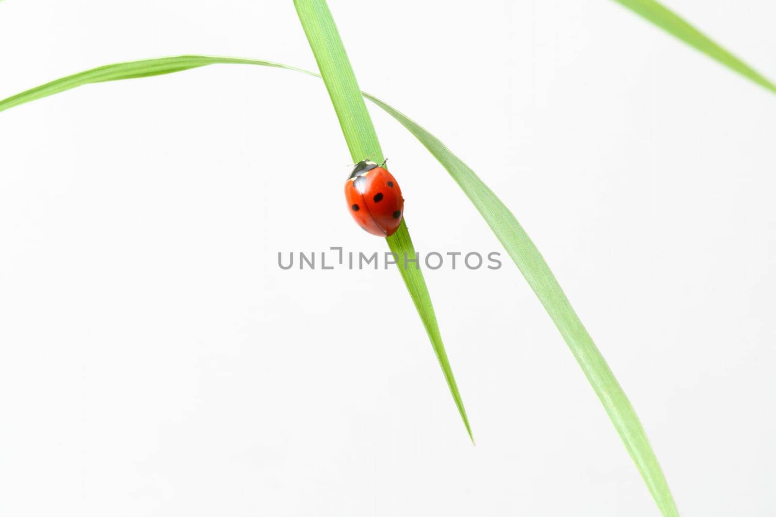 red ladybug on green grass isolated