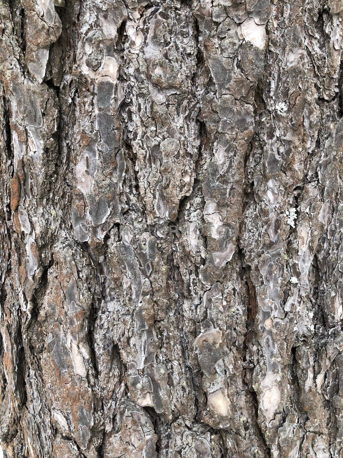 pine, cracked bark of an old tree, texture, abstract background