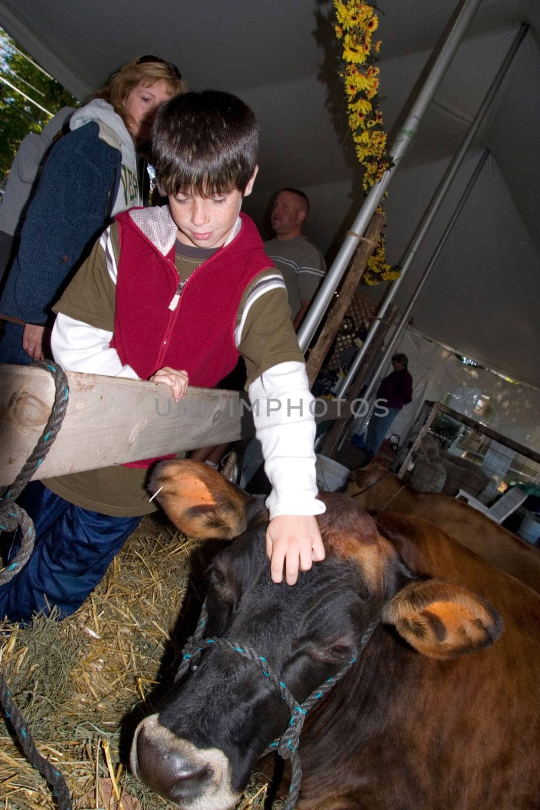 A boy pets a cow at a farm in South Hero Lake Champlain Islands Vermont.