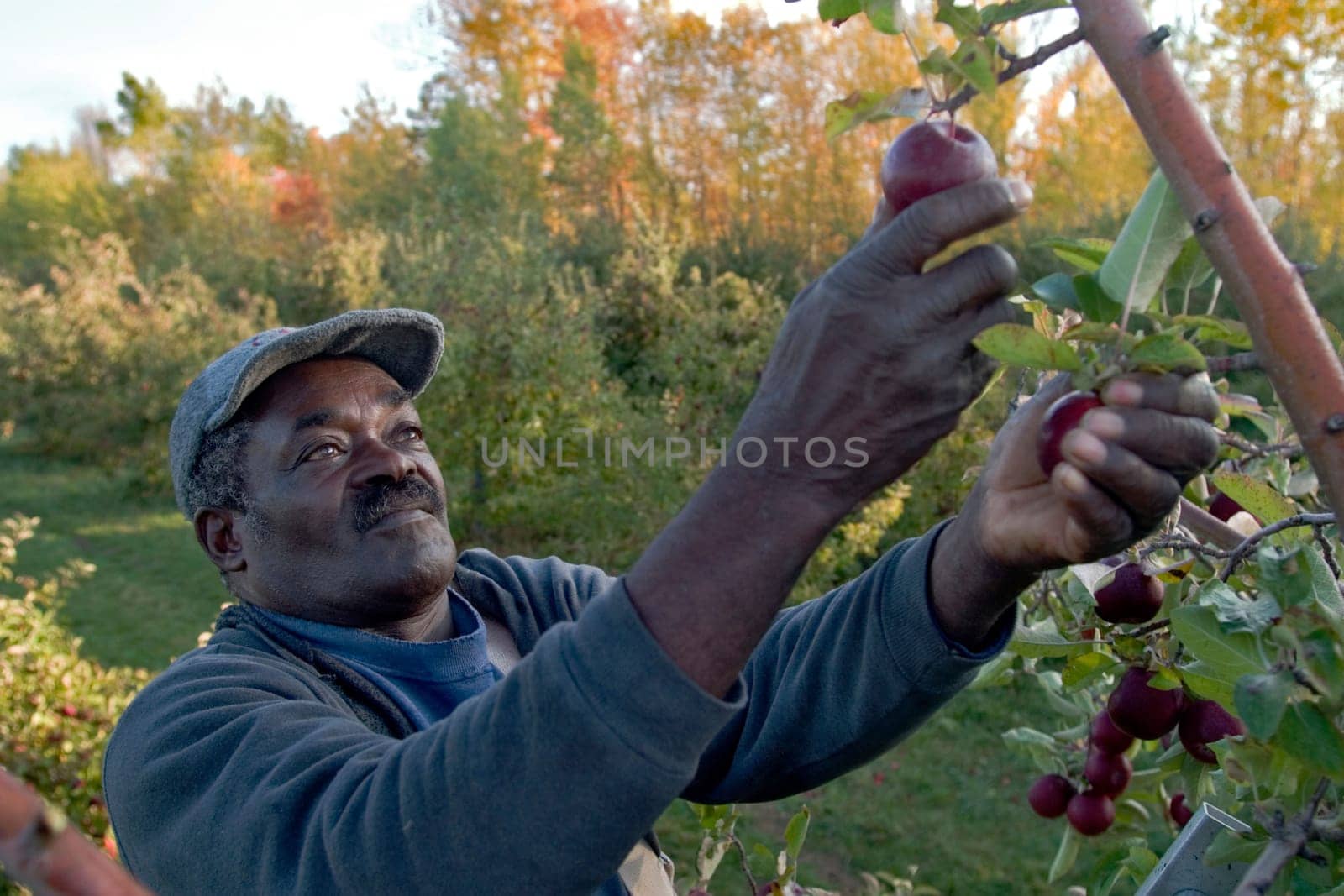 Jamaican migrant farm workers pick apples at Allenholm Farms in South Hero VT.