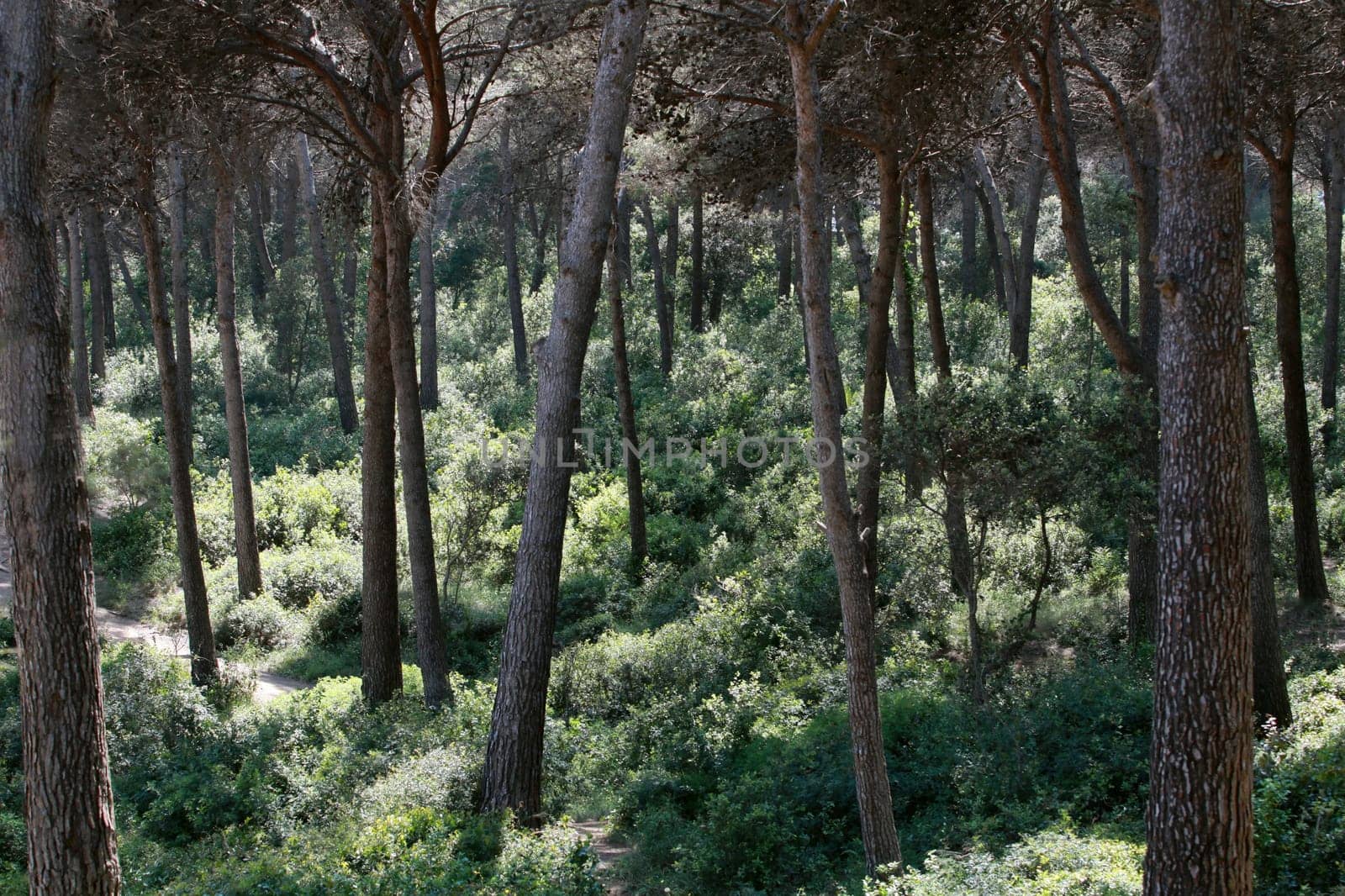 pine forest, summer sunny landscape, hilly area