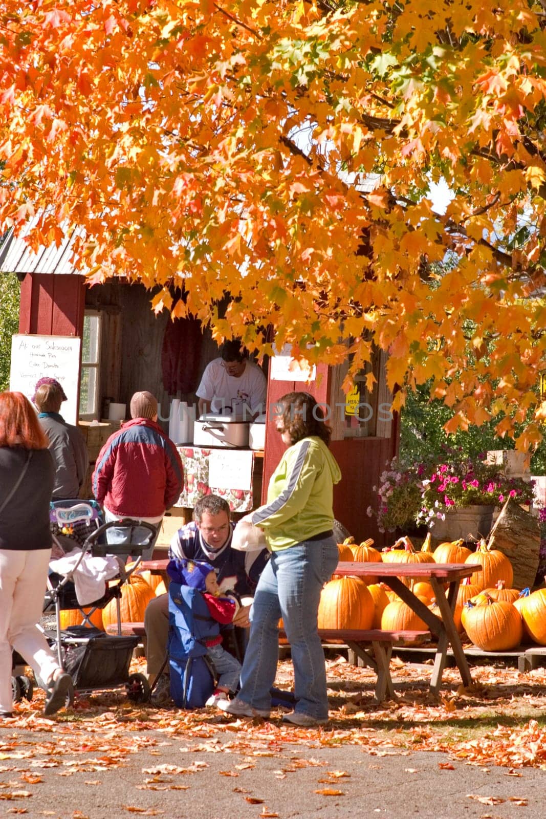Hacketts Apple Orchard South Hero Lake Champlain Islands, Vermont