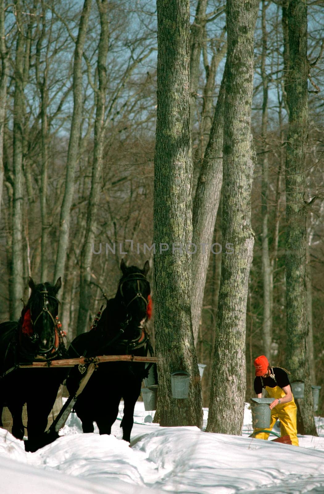 Collecting maple sap in Vermont.  It takes 40 gallos of sap to boil down to one gallon of maple syrup.