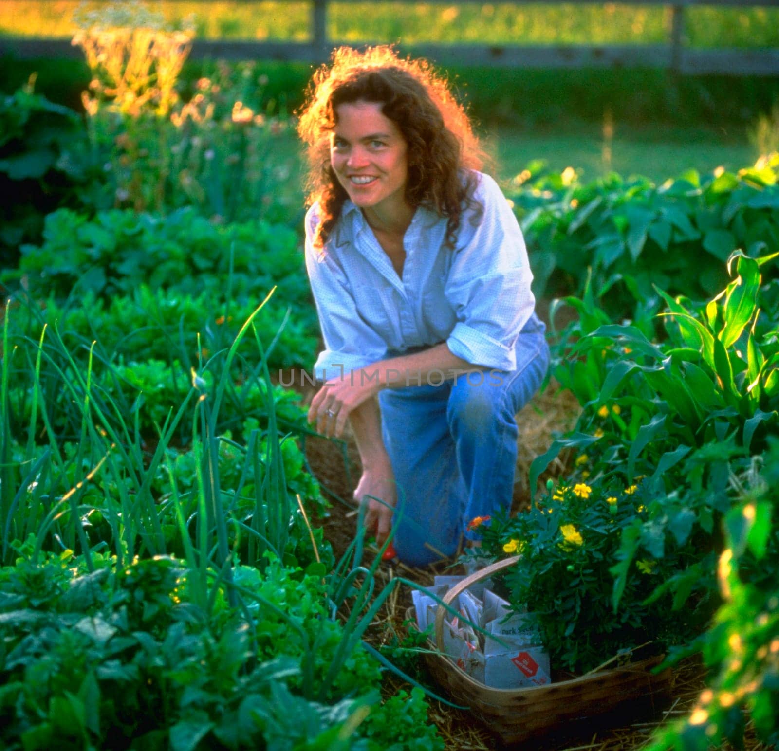 Gardening in Charlotte, Vermont