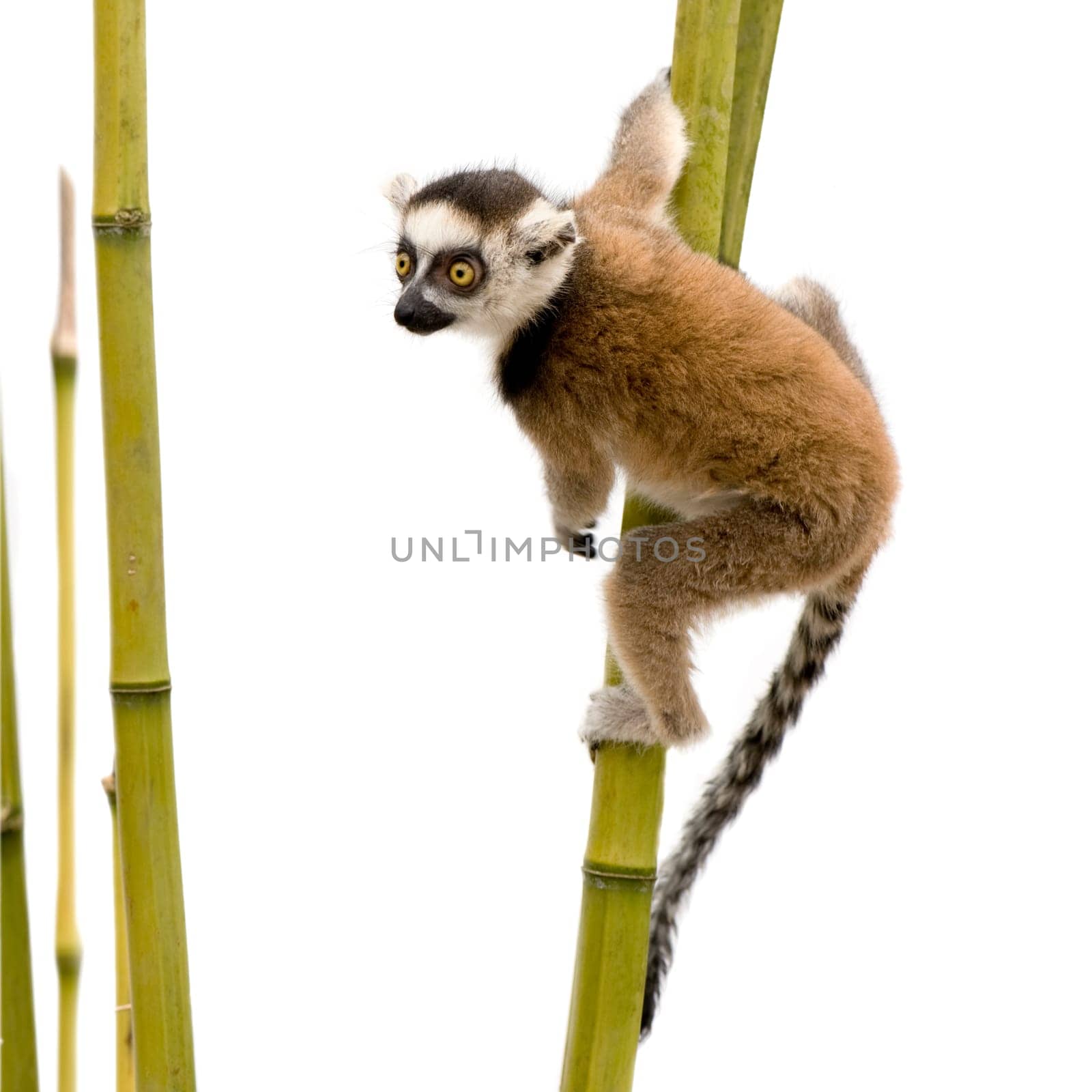 Ring-tailed Lemur (6 weeks) - Lemur catta in front of a white background