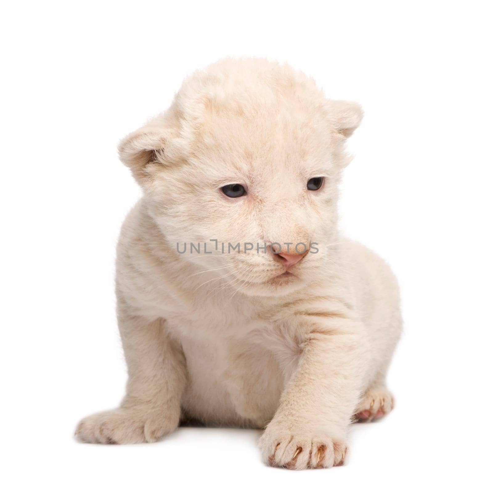 White Lion Cub (1 week) in front of a white background