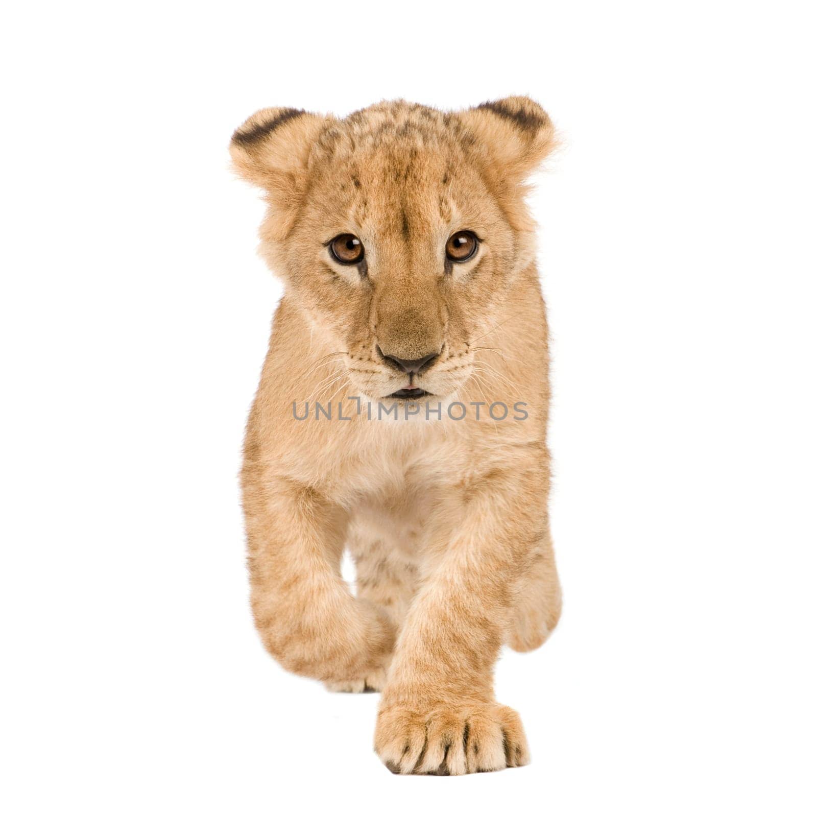 Lion Cub (4 months) in front of a white background