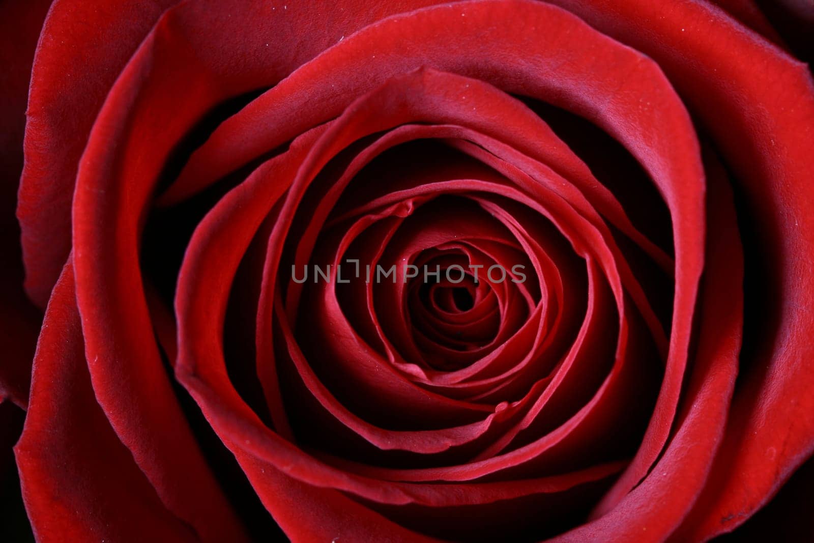 Very beautiful passion red roses