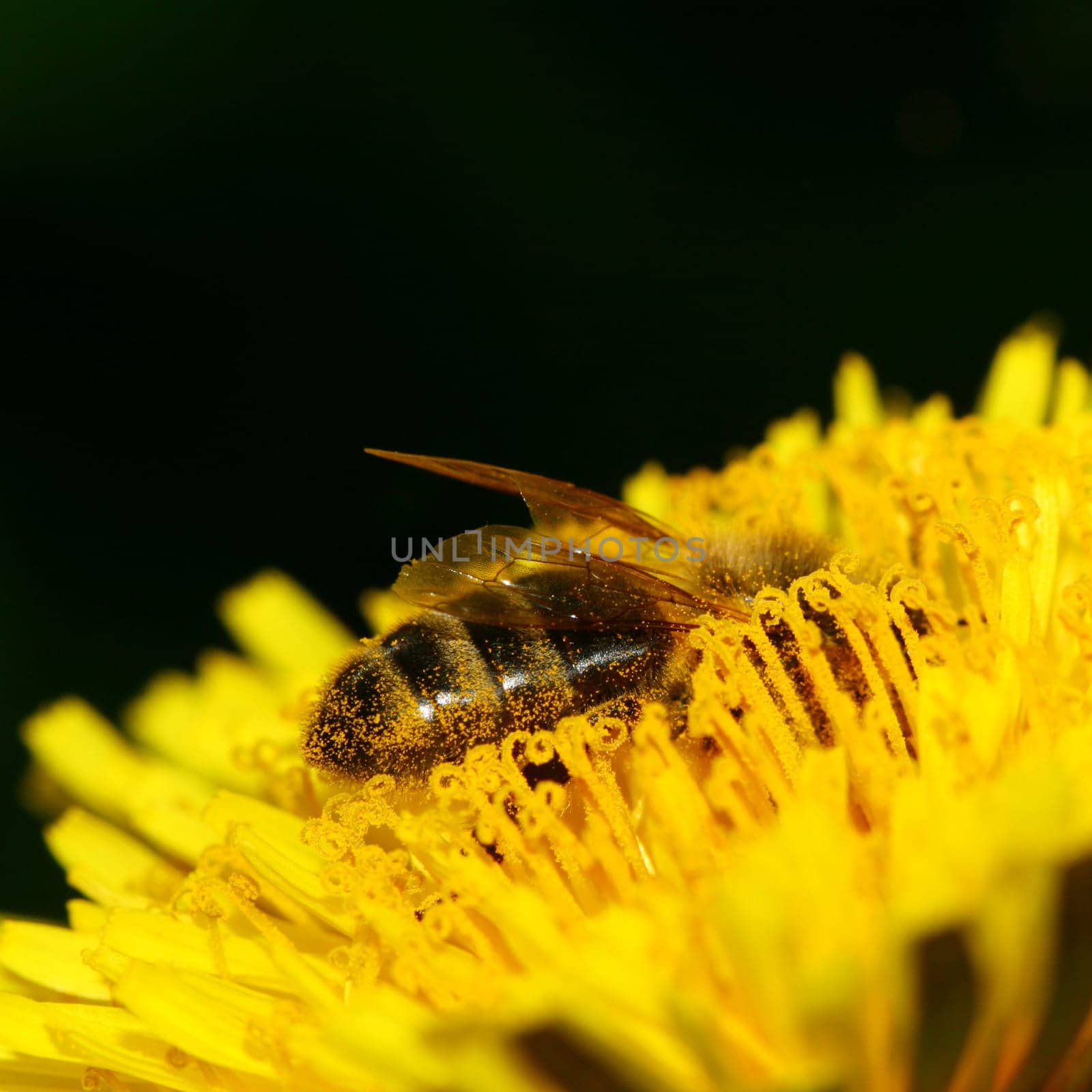 honey bee on bloom yellow dandelion