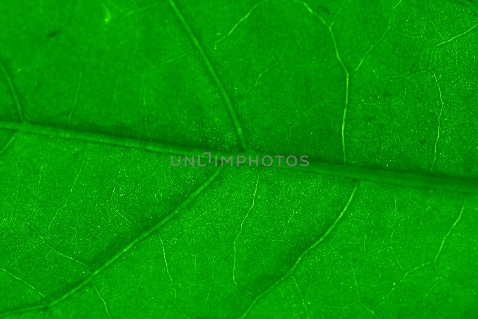 macro green leaf structure background
