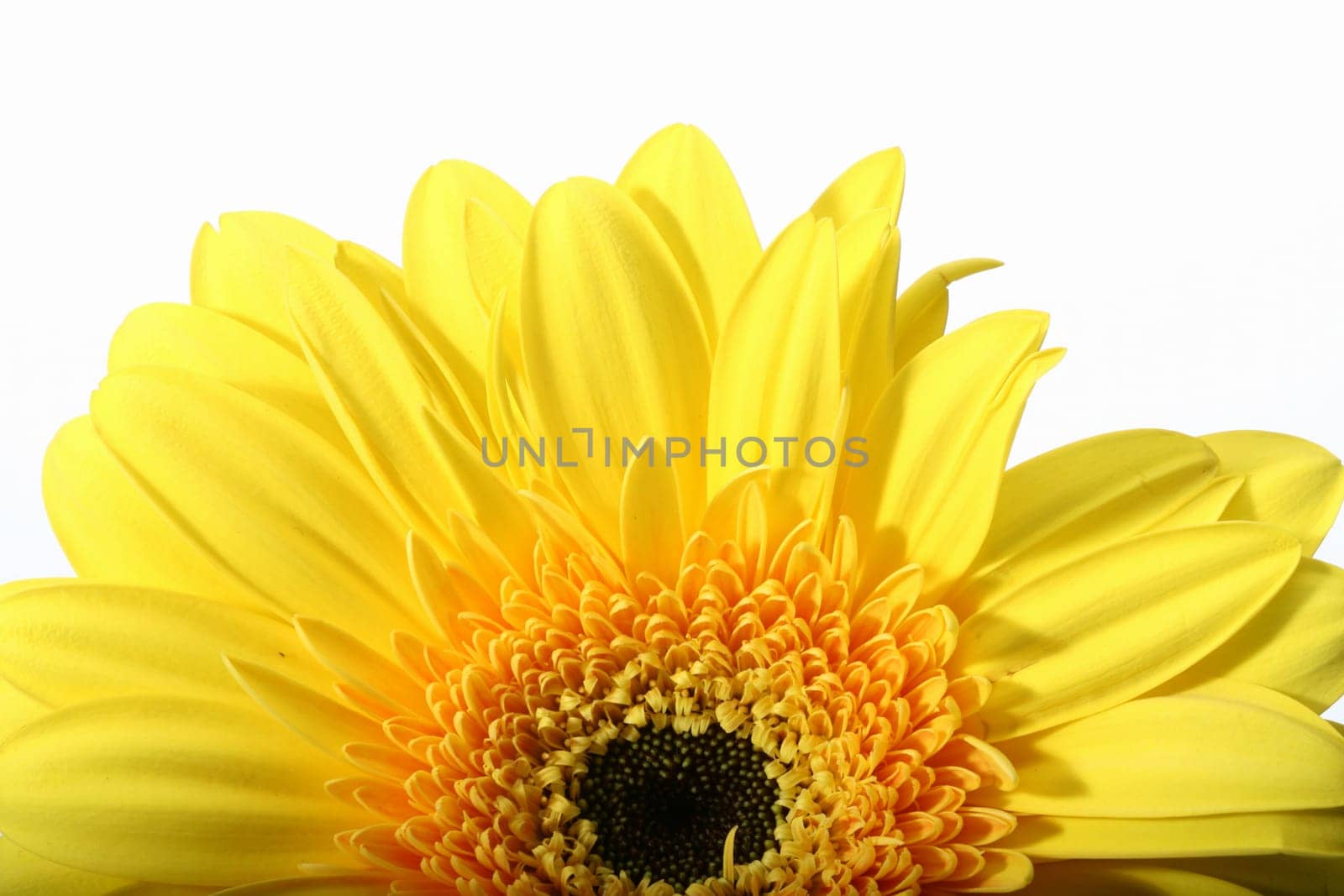 beautiful yellow spring flower close-up