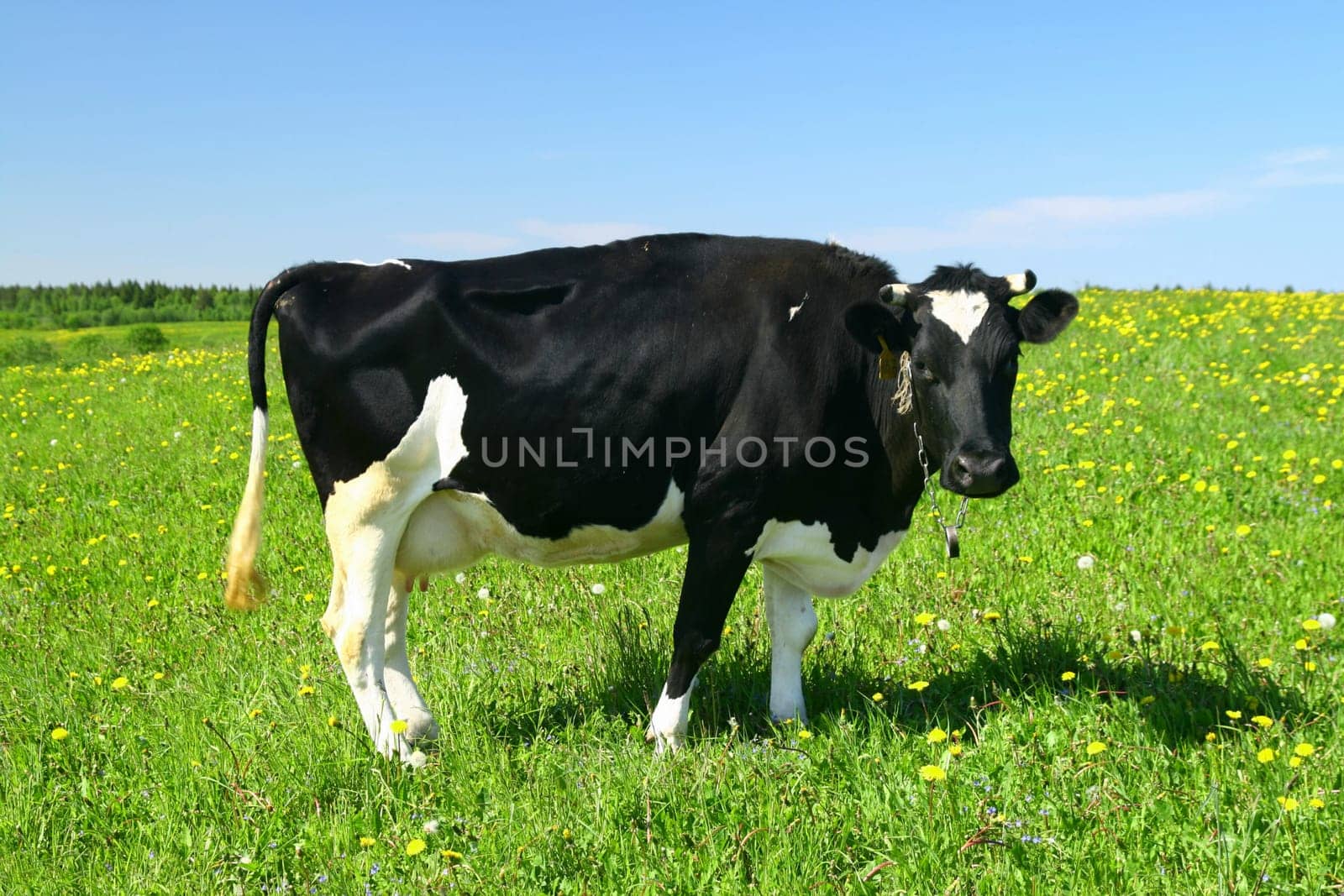 cow on green dandelion field under blue sky