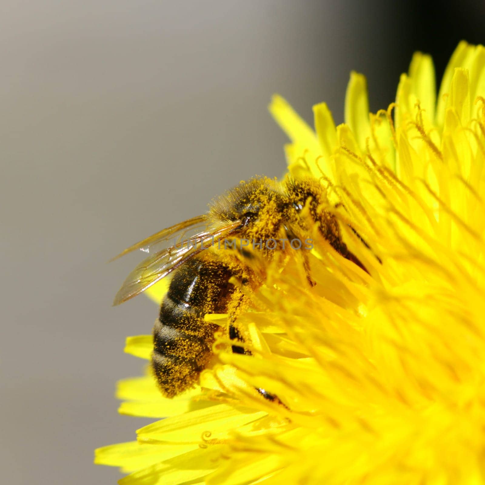 macro bee on yellow dandelion flower