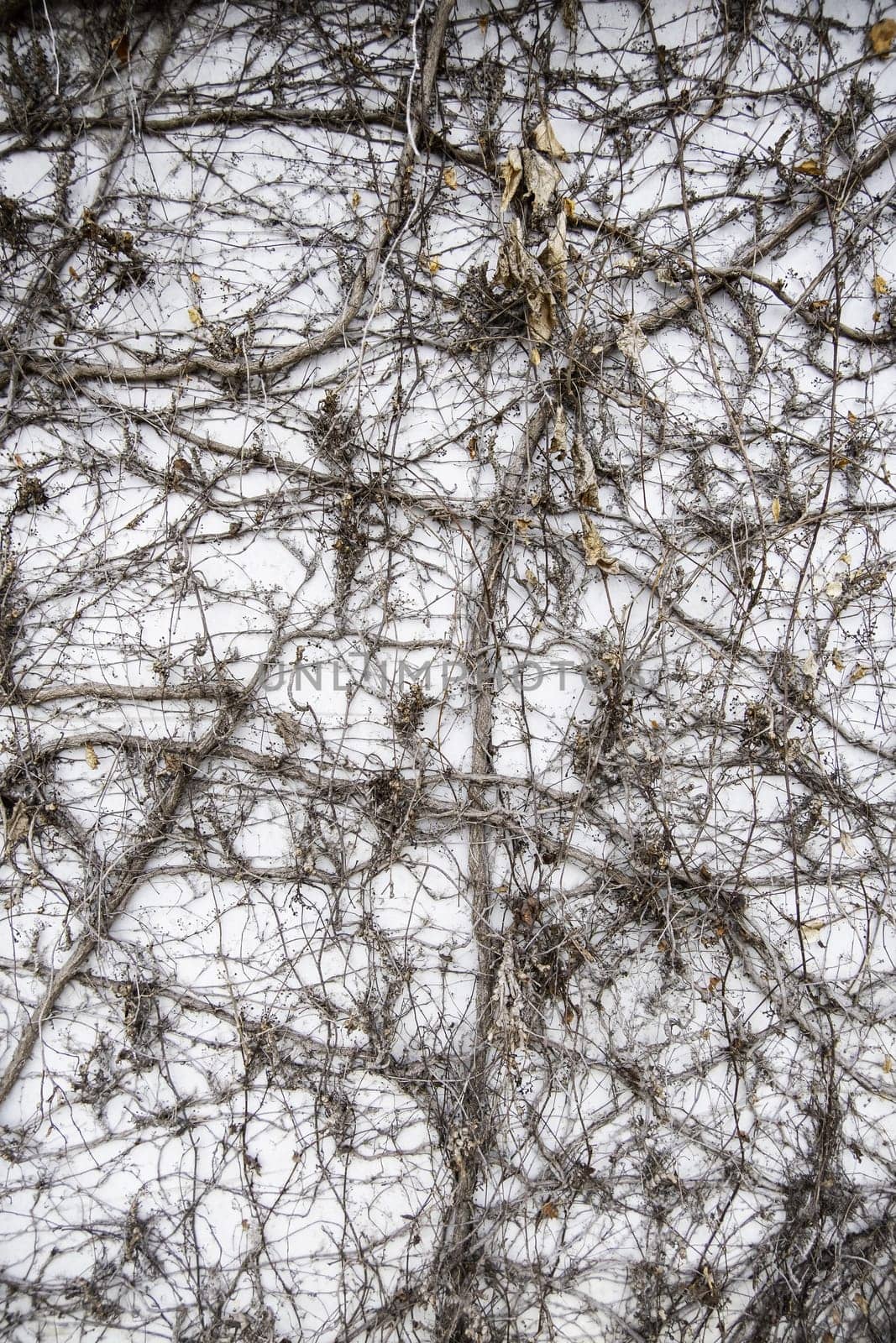 Detail of old dry ivy on a wall, dead and lifeless plant, abandonment