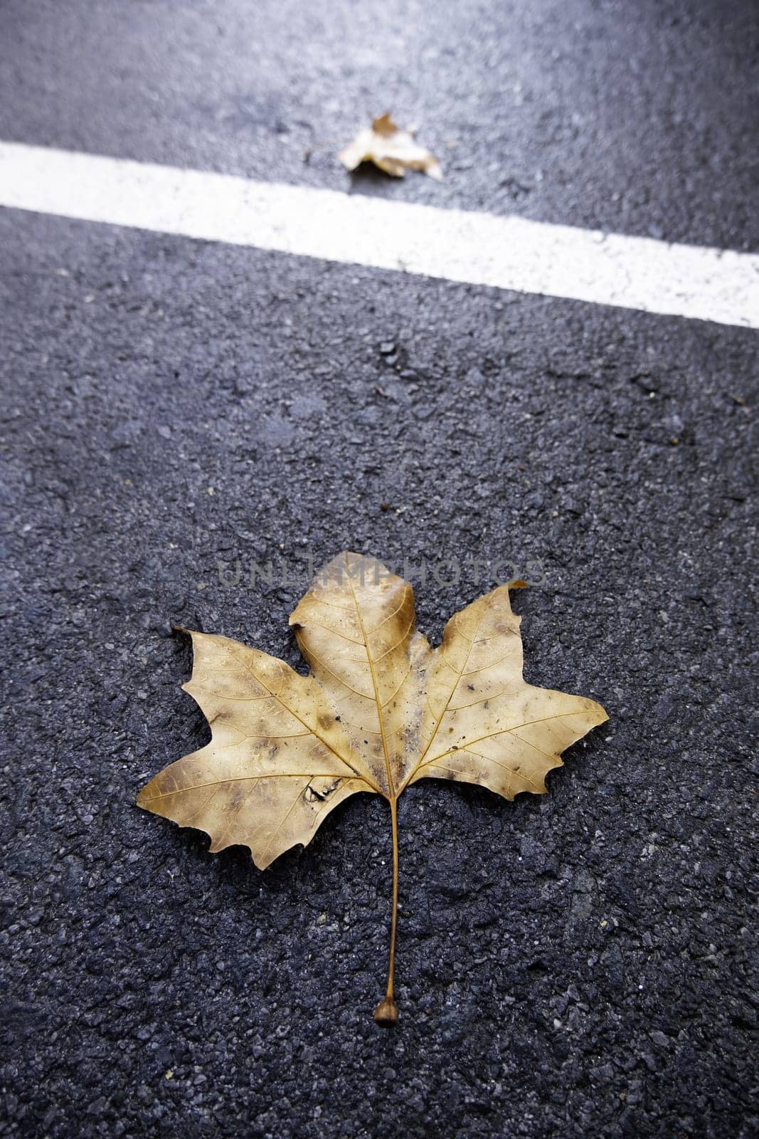 Detail of dry tree leaf in autumn, cold in one season of the year