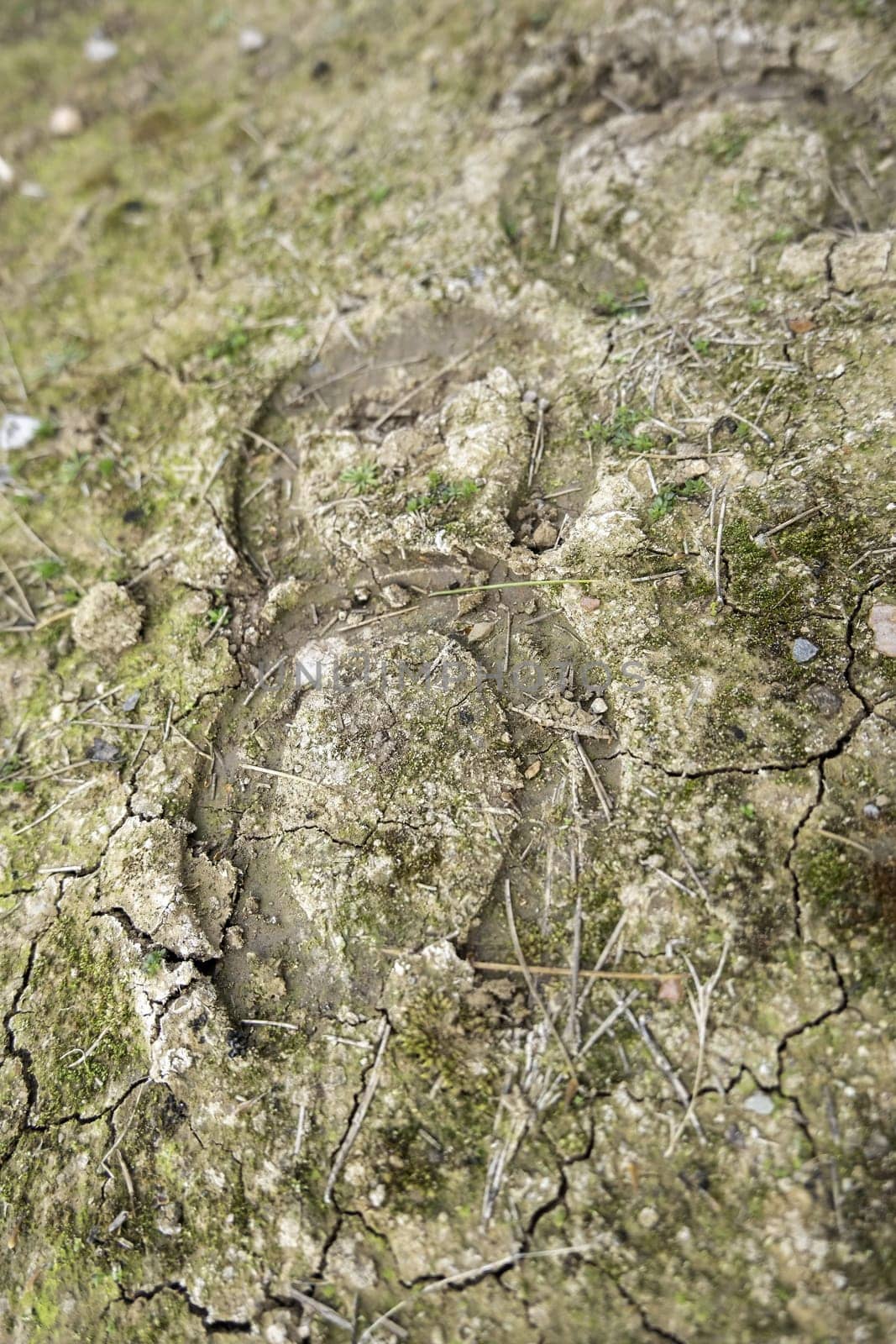 Detail of footprints in the mud of some horses, equestrian ride