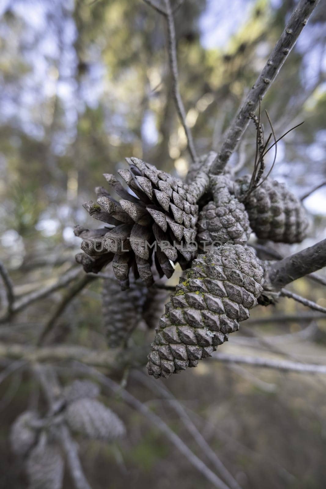 Detail of dry fruit of the pine, nature and environment in a forest