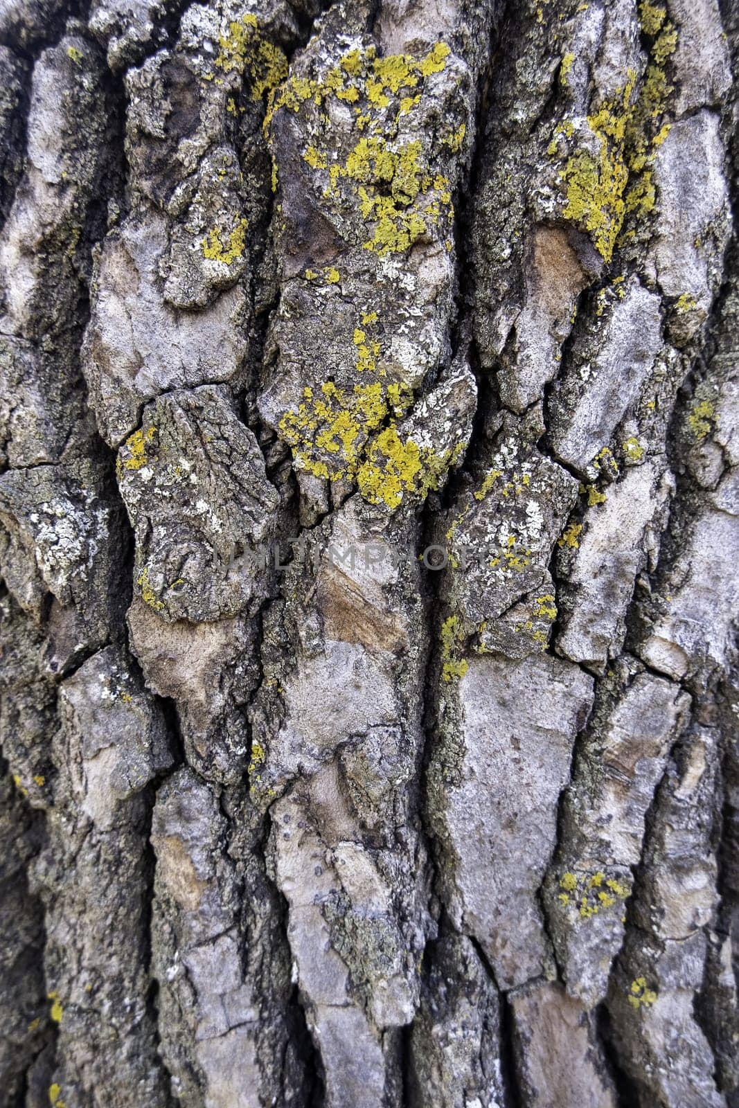 Detail of old tree bark in a forest in nature, environmental protection, climate change