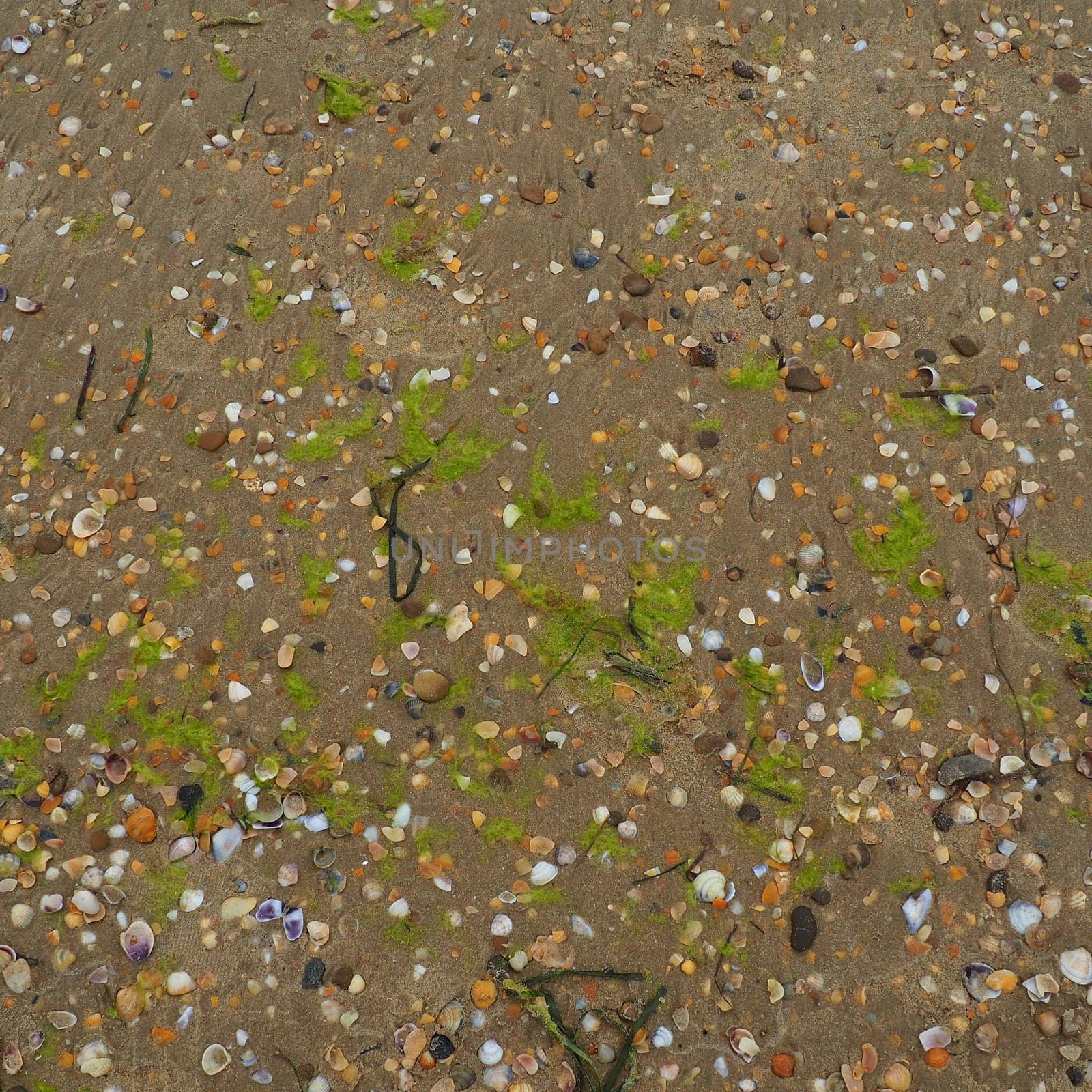 Sand, seaweed and seashells background. Wet coarse quartz sand. Beach after heavy rain. Natural brown material after a storm. Long green algae are thrown by water from the sea or ocean onto the shore
