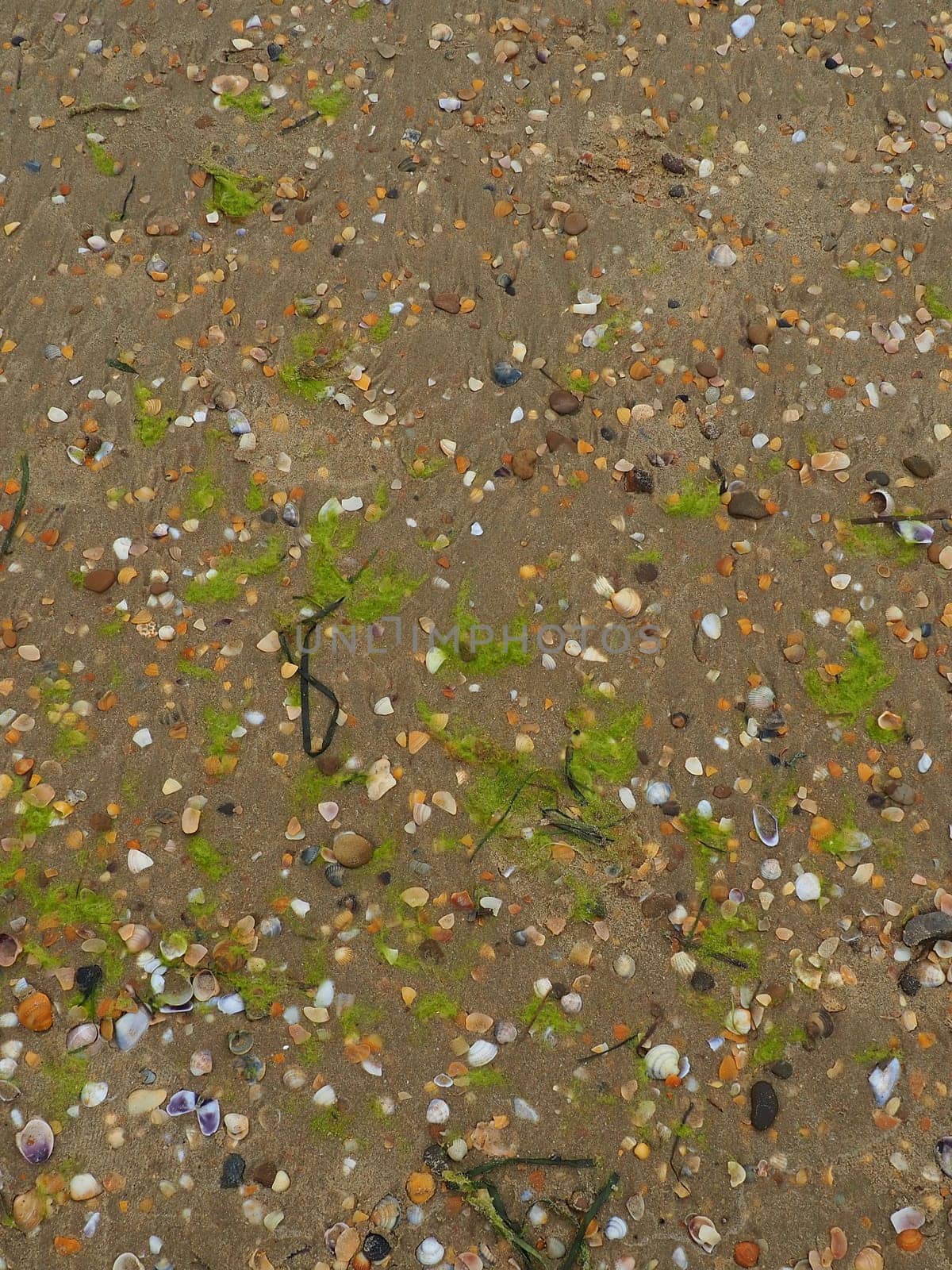 Sand, seaweed and seashells background. Wet coarse quartz sand. Beach after heavy rain. Natural brown material after a storm. Long green algae are thrown by water from the sea or ocean onto the shore
