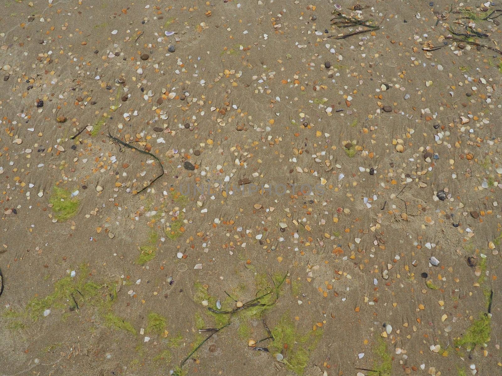 Sand, seaweed and seashells background. Wet coarse quartz sand. Beach after heavy rain. Natural brown material after a storm. Long green algae are thrown by water from the sea or ocean onto the shore