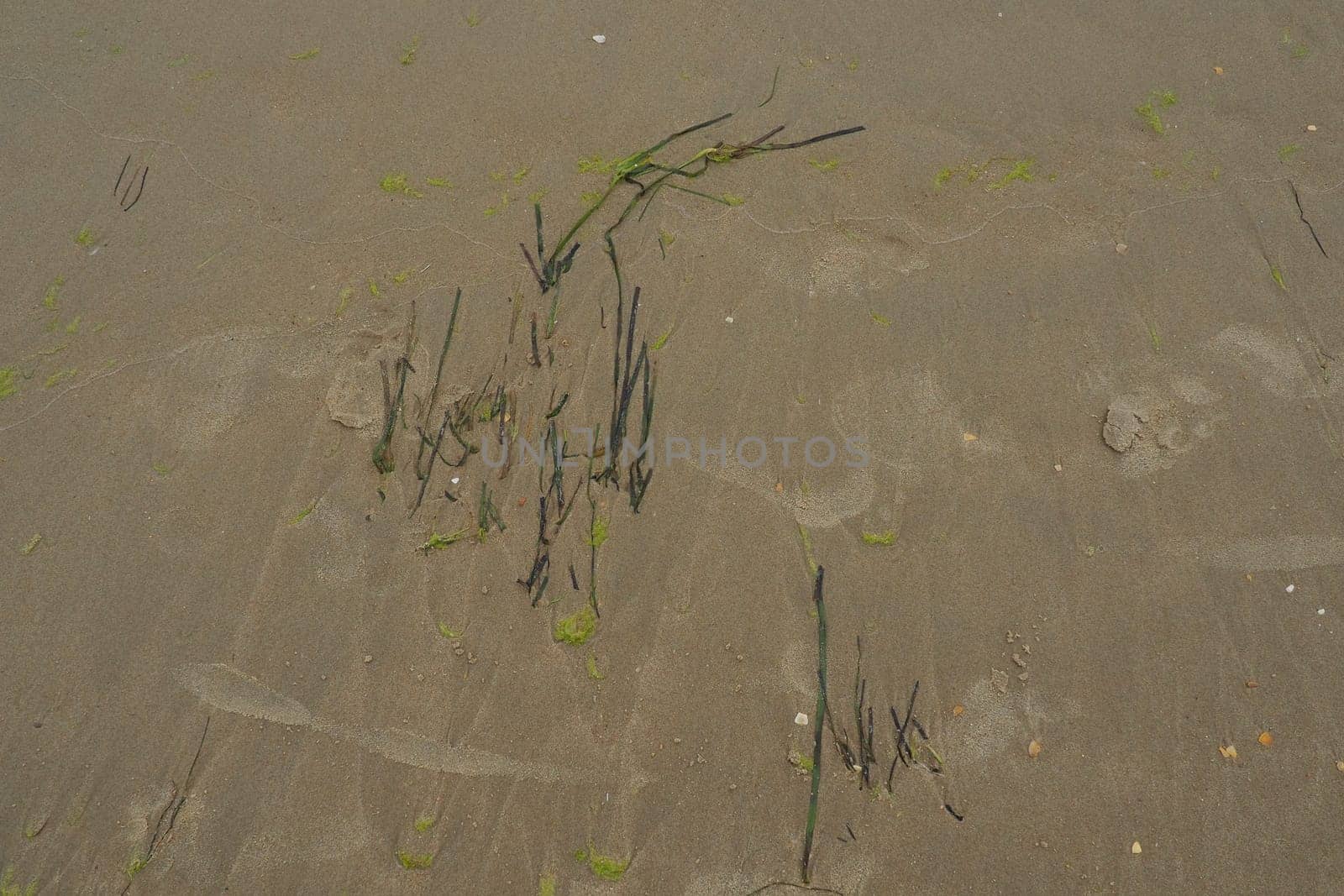 Sand, kelp and seashells background. Human footprints. Beach after heavy rain. Natural brown material after the storm. Long algae are thrown by water from the sea or ocean onto the shore. Laminaria.