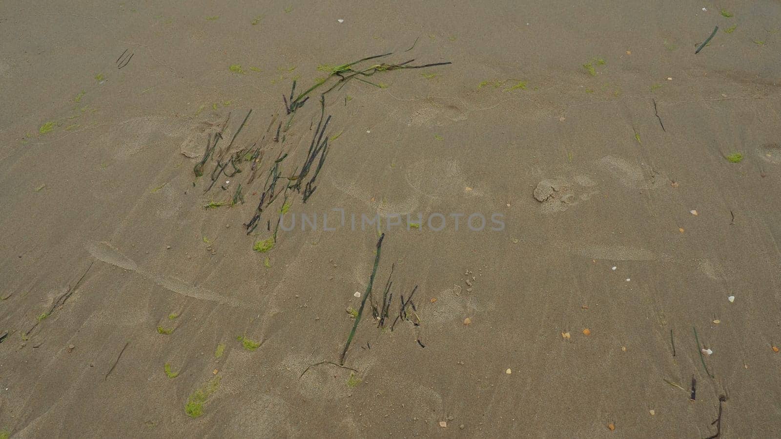 Sand, kelp and seashells background. Human footprints. Beach after heavy rain. Natural brown material after the storm. Long algae are thrown by water from the sea or ocean onto the shore. Laminaria.