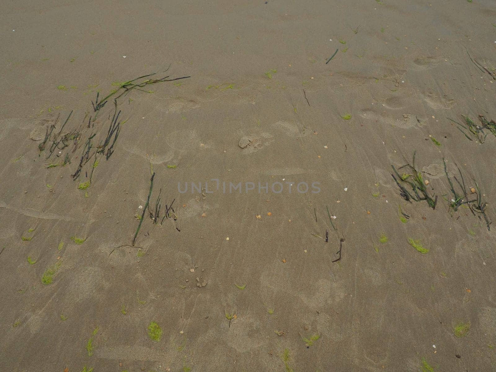 Sand, kelp and seashells background. Human footprints. Beach after heavy rain. Natural brown material after the storm. Long algae are thrown by water from the sea or ocean onto the shore. Laminaria.