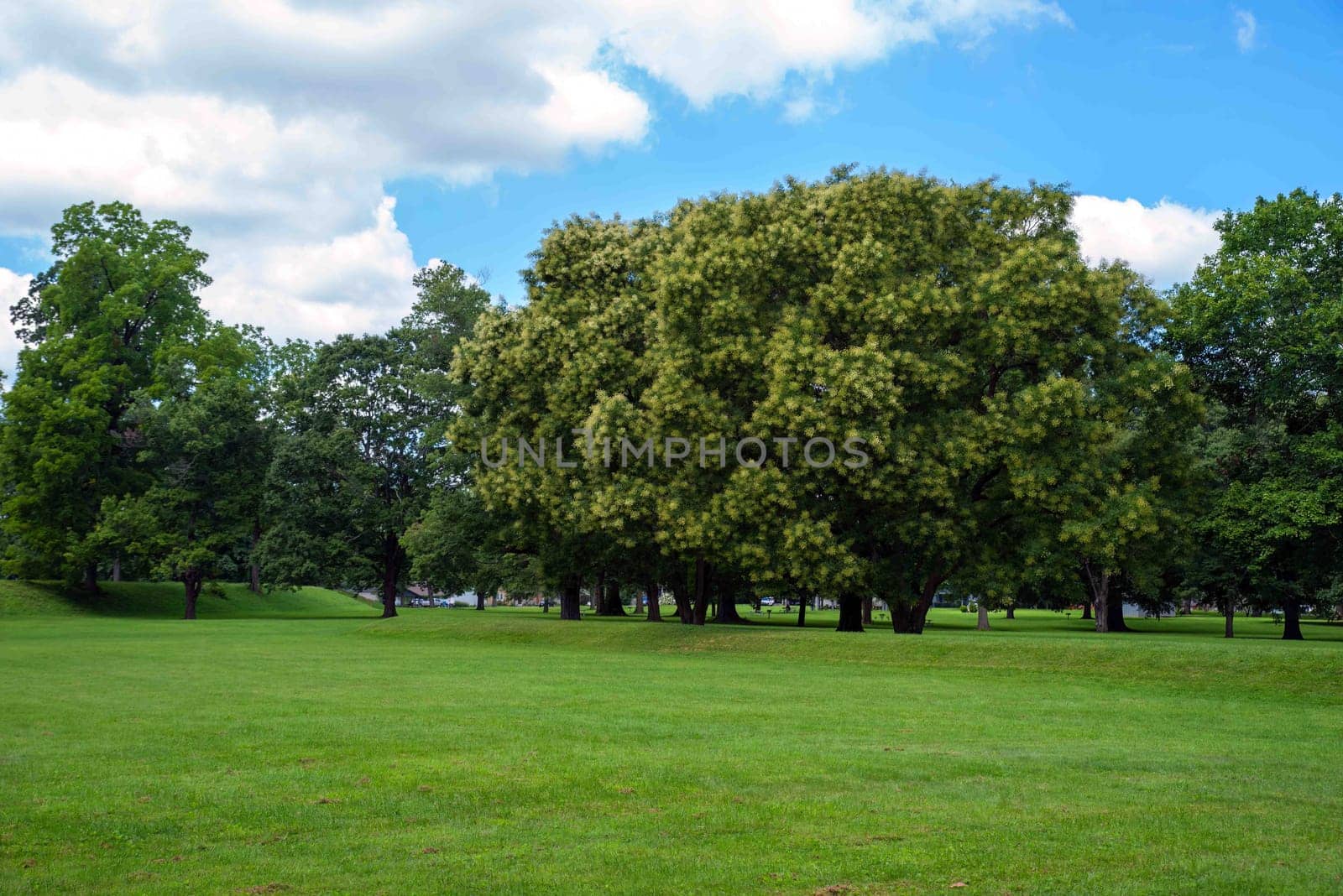 Long barrow mound and tall trees by the Great Circle at the Newark Earthworks built by prehistoric indigenous people in Ohio. Break in the circle opens to the interior. Green grass, sunny outdoors with no people and copy space.