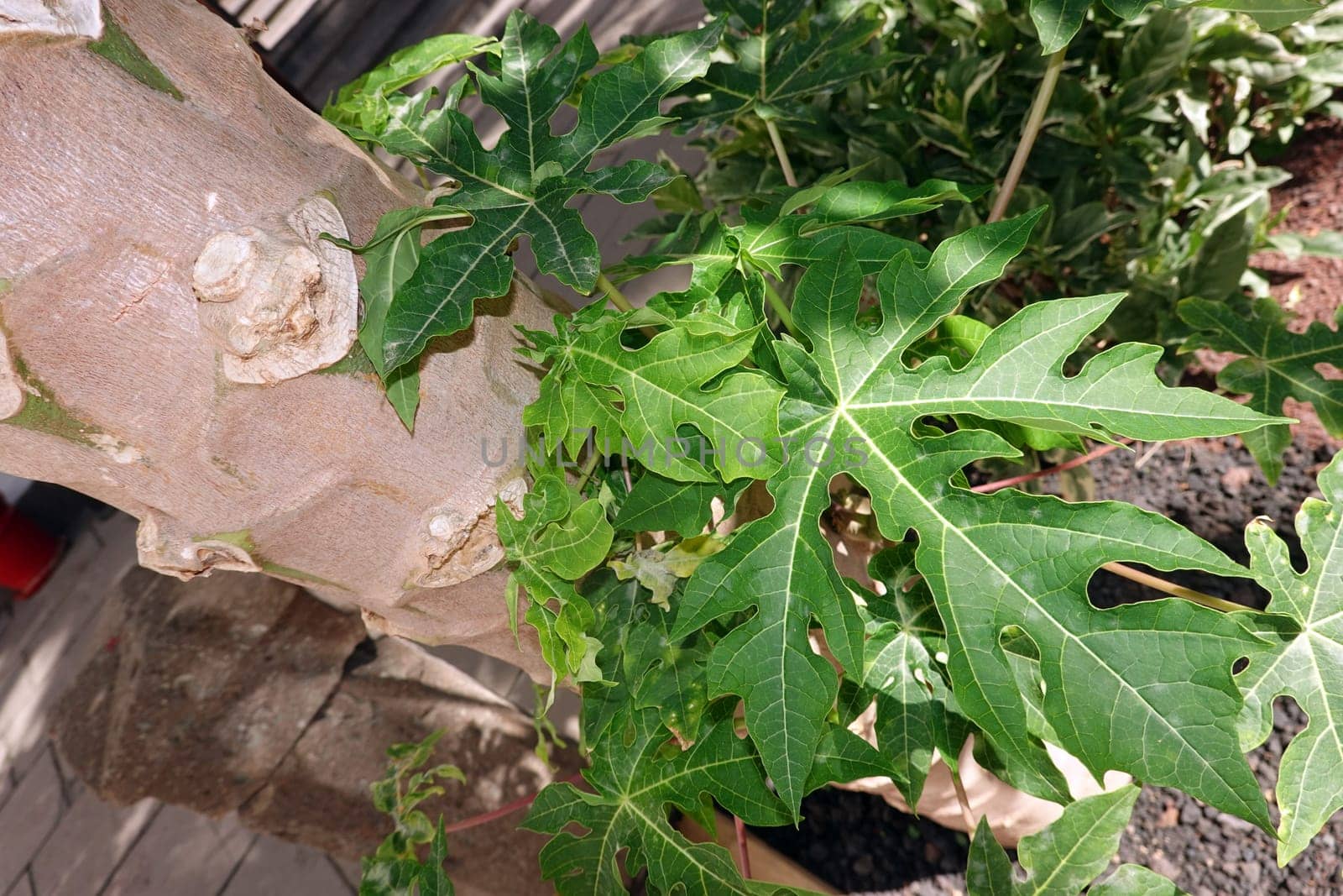 Papaya (Carica papaya), auch Melonenbaum oder Papayabaum - Blatt und Stamm, Gran Canaria, Spanien, Las Palmas