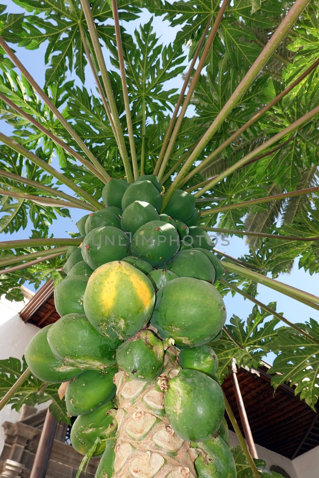 Papaya (Carica papaya), auch Melonenbaum oder Papayabaum - unreife Früchte am Baum, Gran Canaria, Spanien, Las Palmas