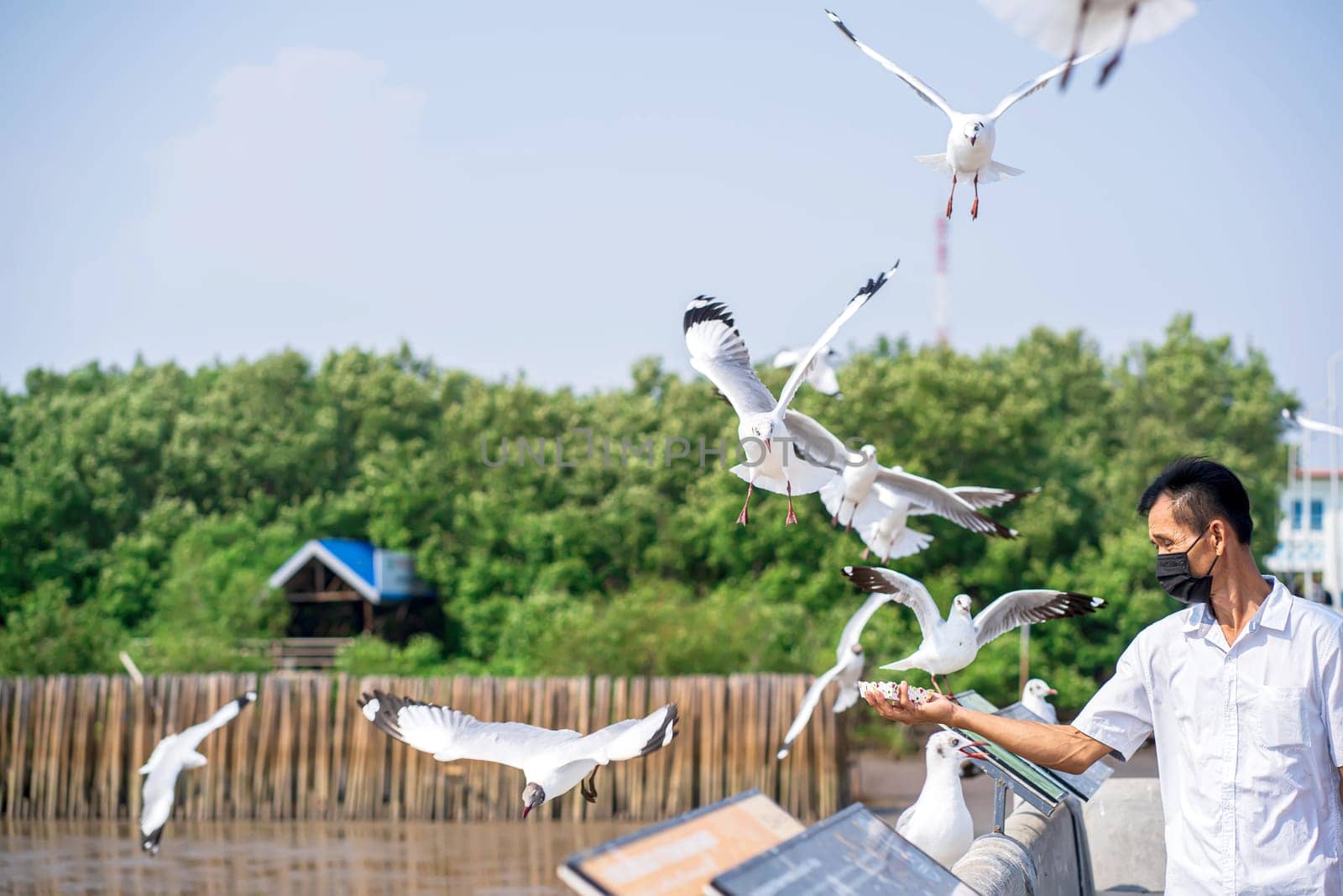 Samut Prakan, Thailand - MAR 5, 2022 - Seagull escape from upper Asia winter weather came to Thailand every year. It is a popular time to take pictures of seagulls at Bang Pu, Samut Prakan, Thailand.