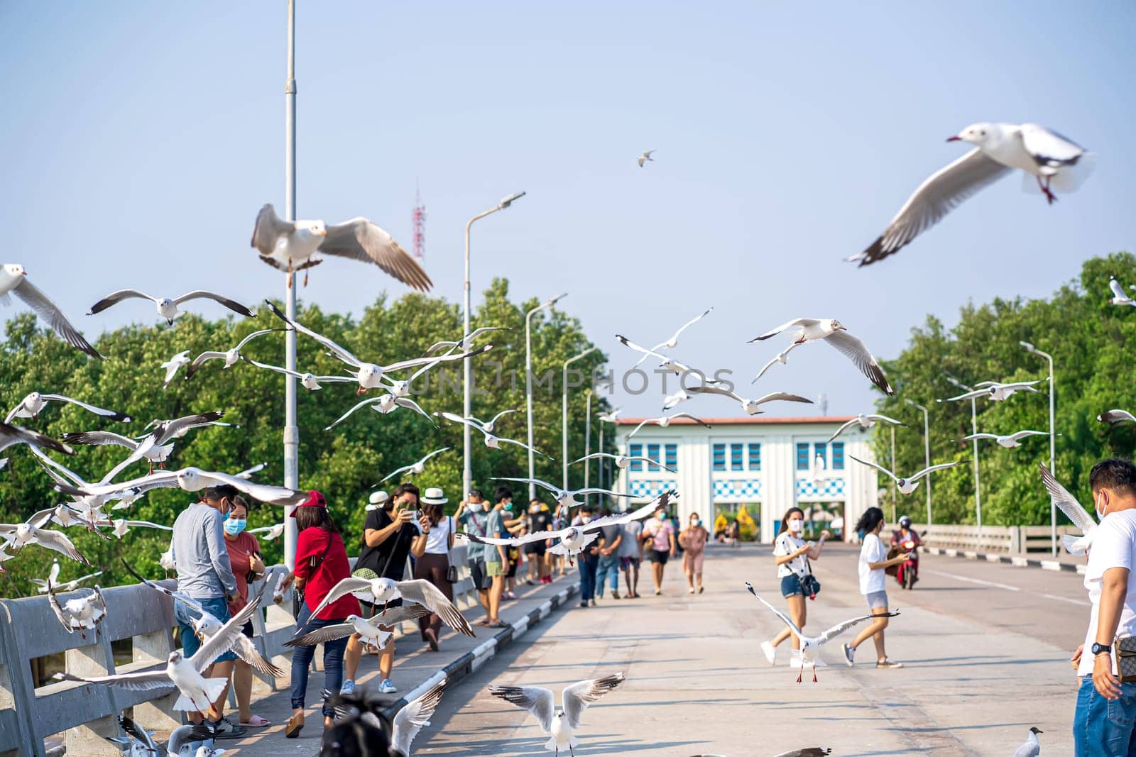 Samut Prakan, Thailand - MAR 5, 2022 - Seagull escape from upper Asia winter weather came to Thailand every year. It is a popular time to take pictures of seagulls at Bang Pu, Samut Prakan, Thailand.