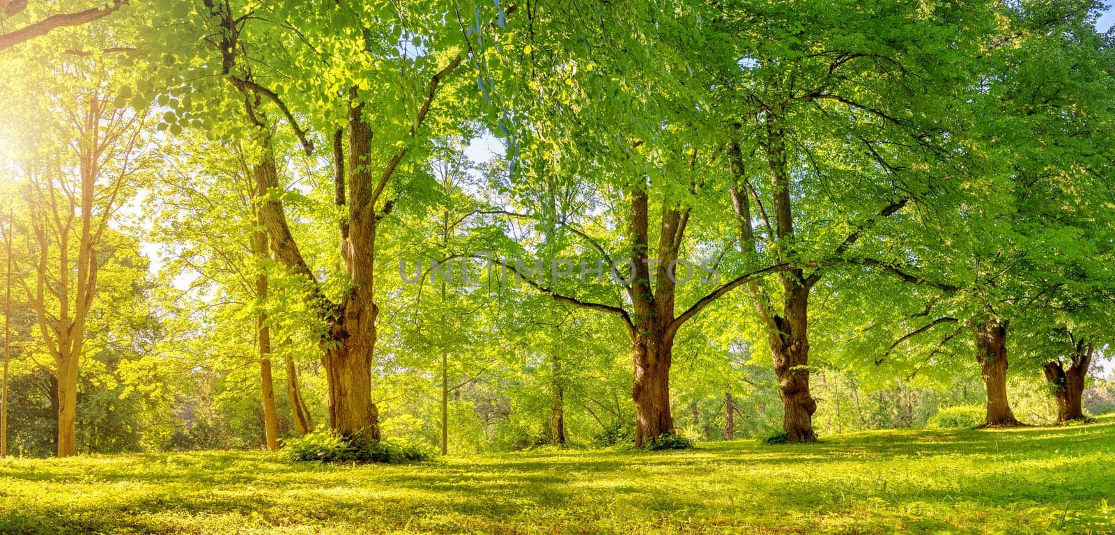 Beautiful background of the sunrise in natural deciduous park. Morning in the spring woodland.