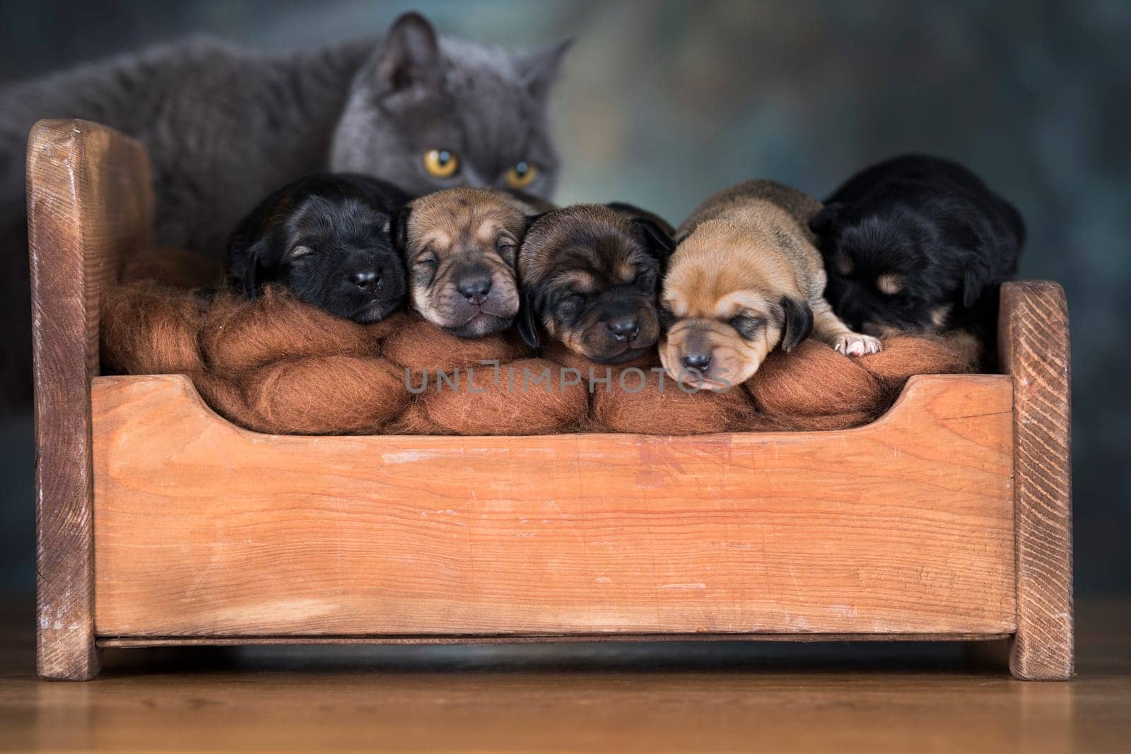 The dogs sleep on a wooden bed