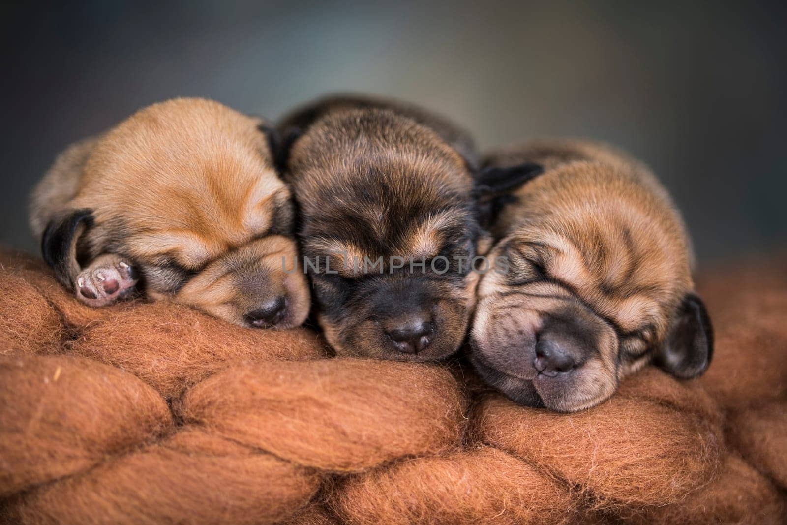 A beautiful little dog sleeps on a blanket
