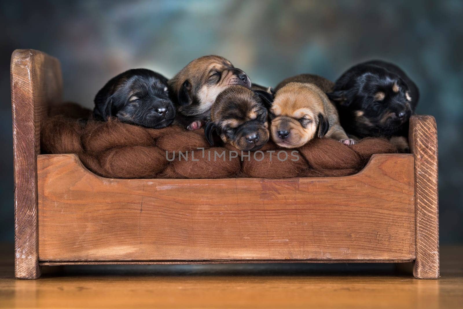 Little puppies sleeping in bed