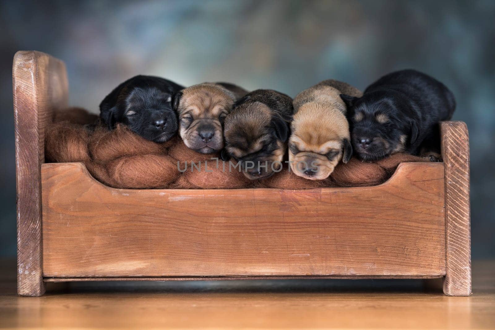 The dogs sleep on a wooden bed